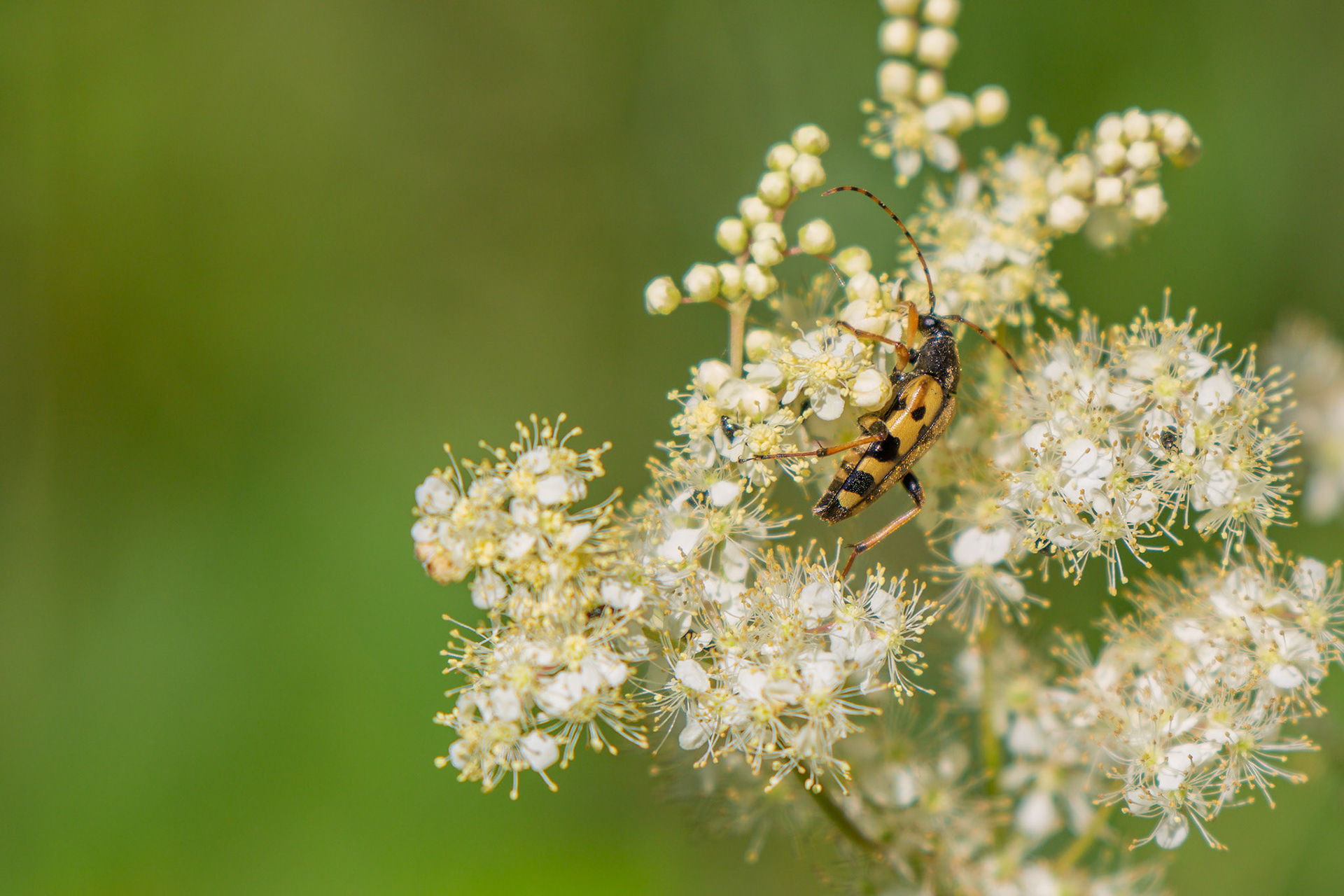 geringelde smalboktor