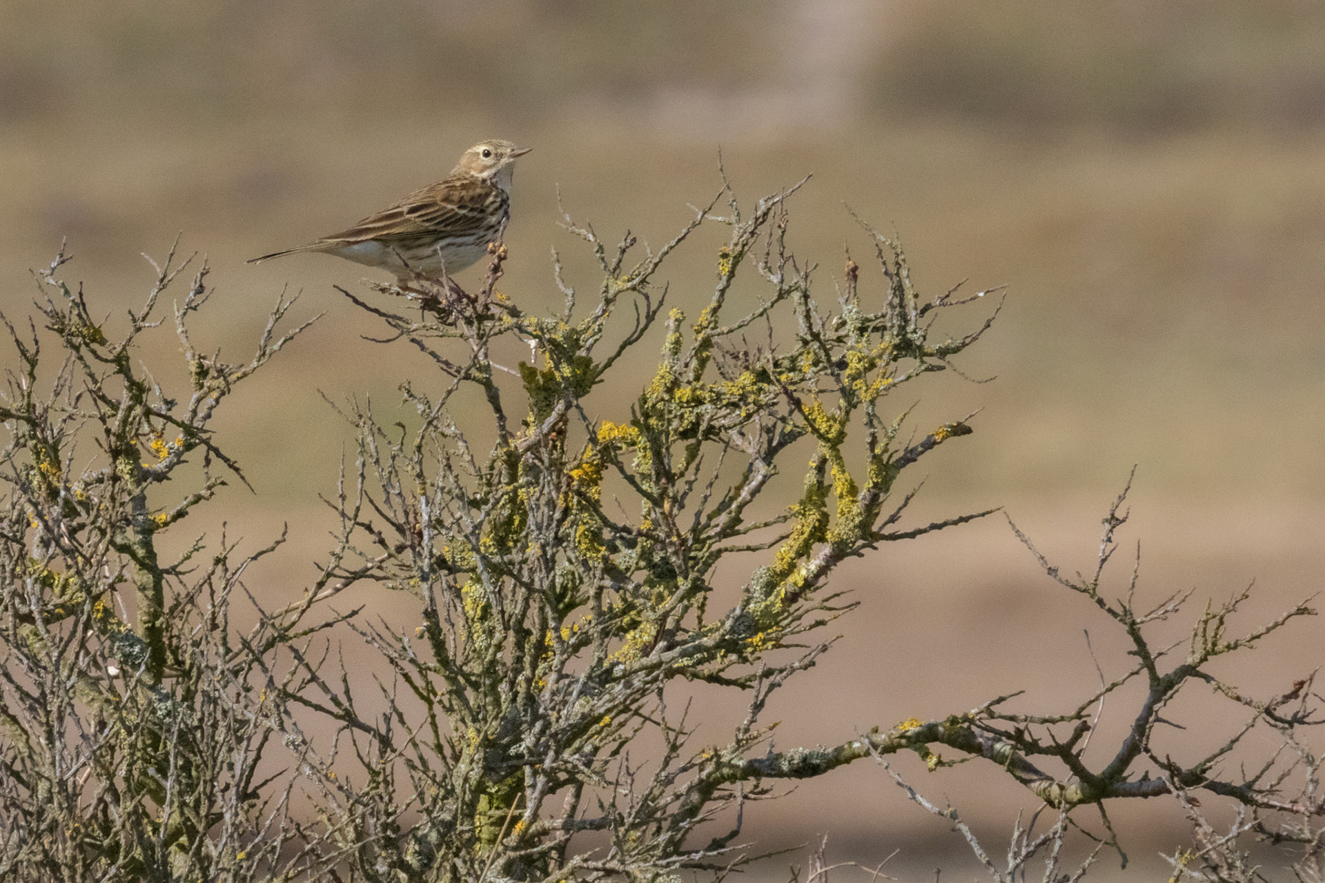 graspieper in de duinen