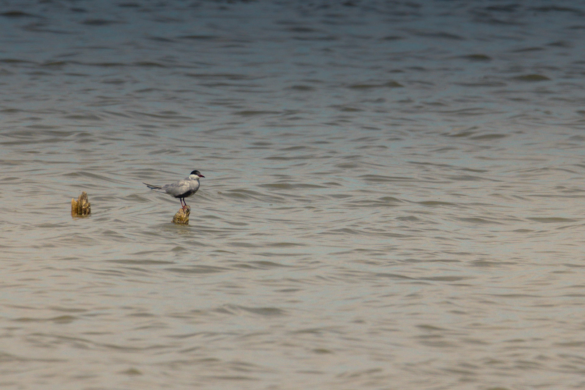  lachstern El Hondo SP