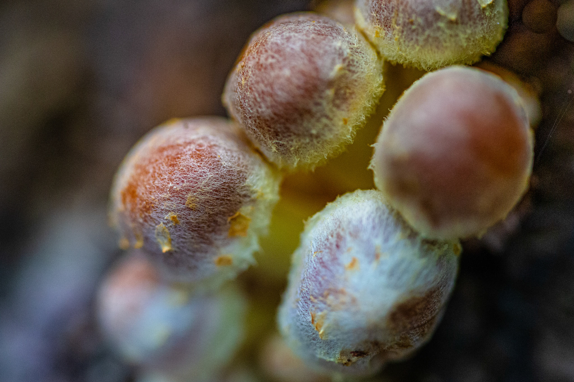 paddenstoelen Gavers Harelbeke 2022