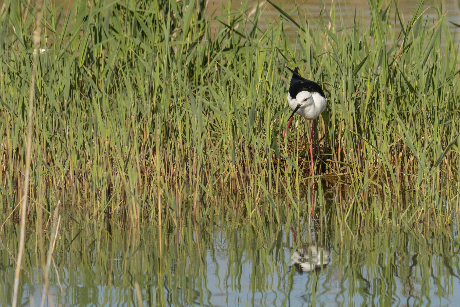  steltkluut El Hondo SP