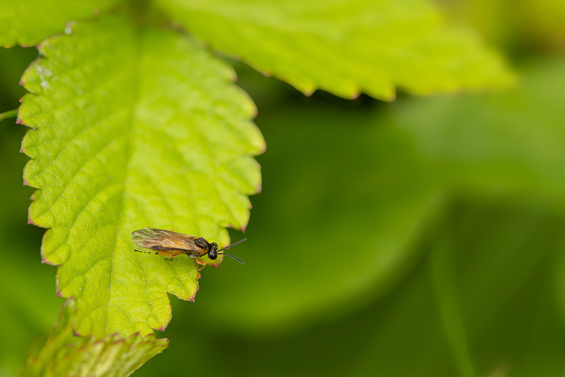 gele rozebladwesp (+- 5mm)