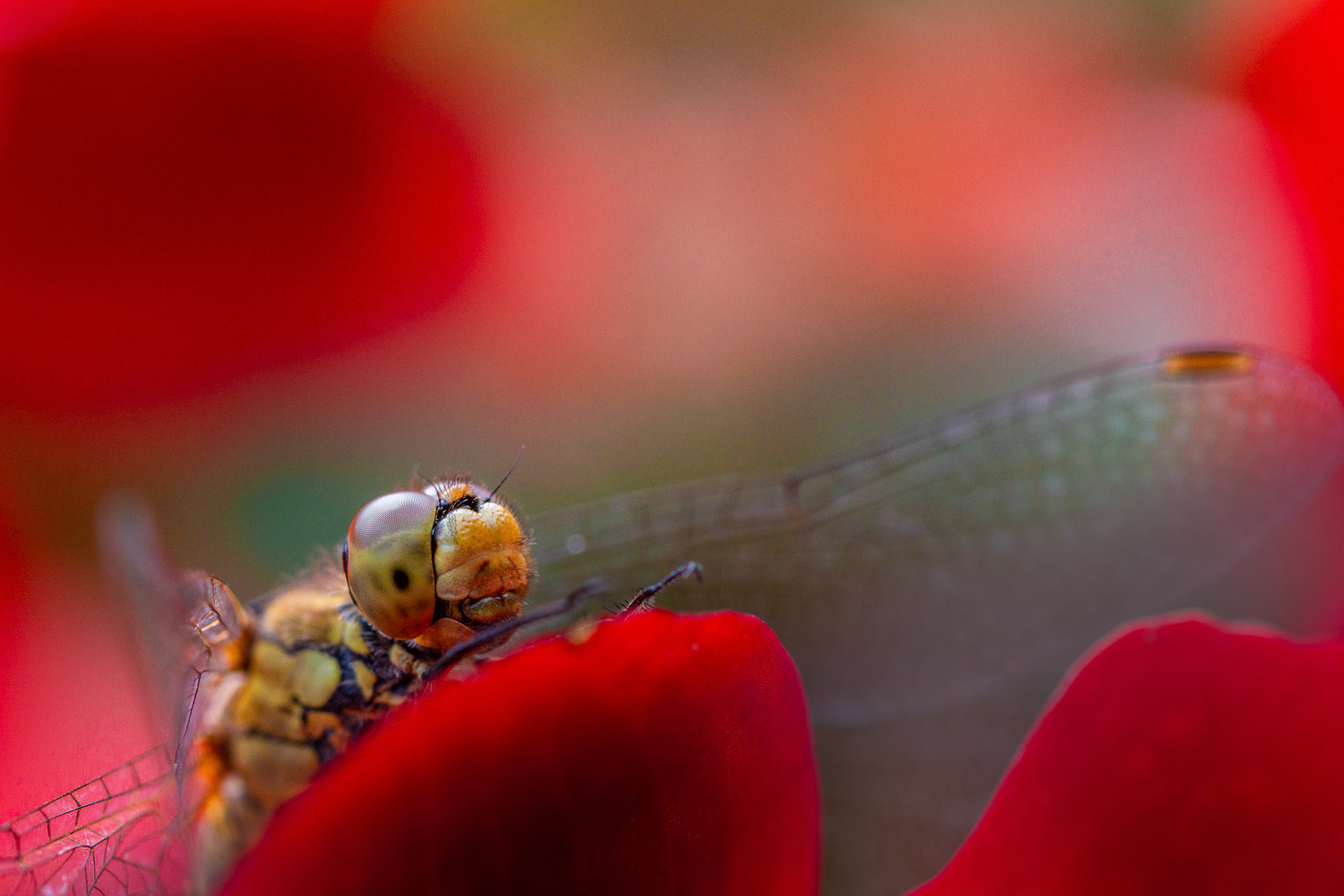 vuurrode heidelibel vr