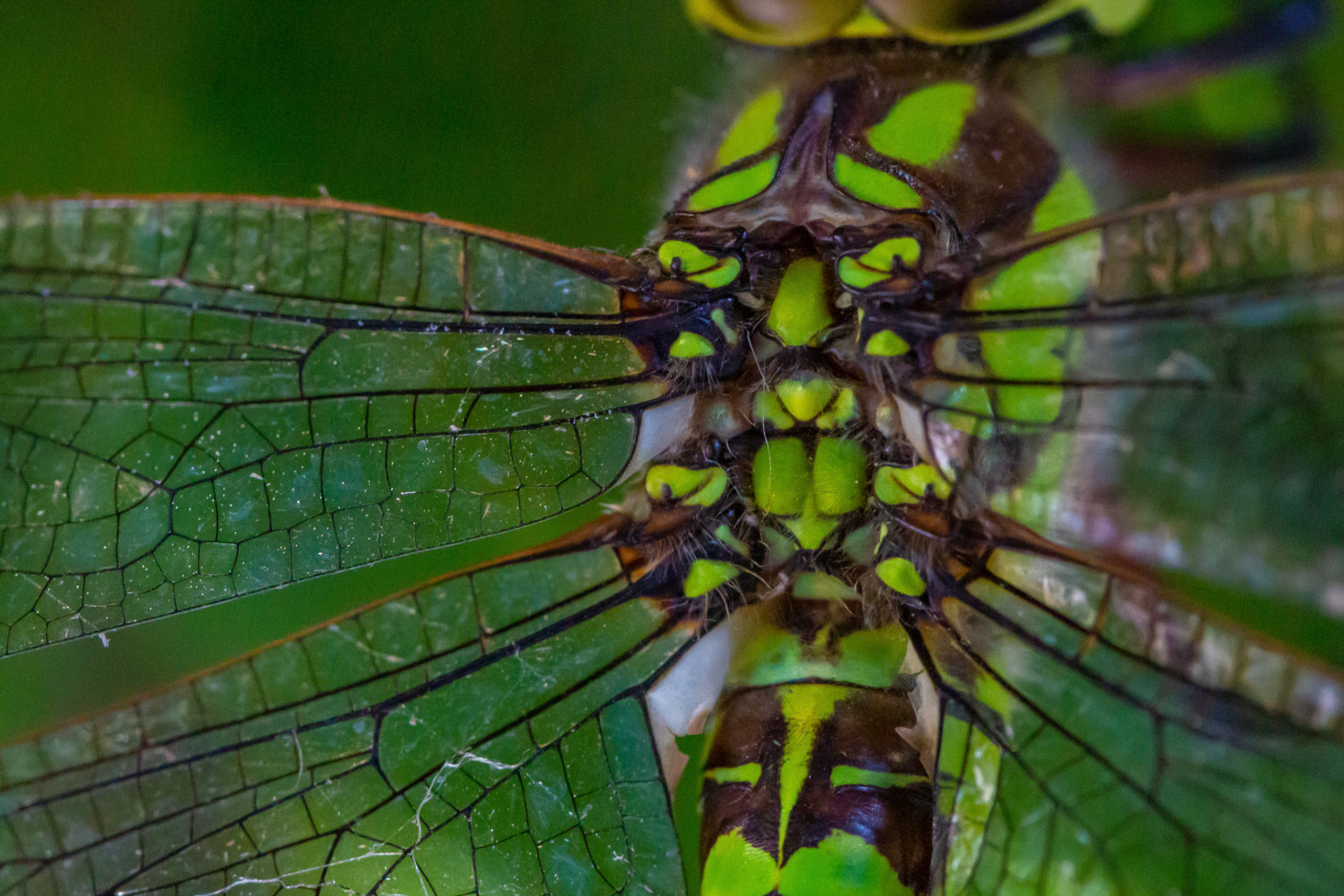 vrouwtje glassnijder