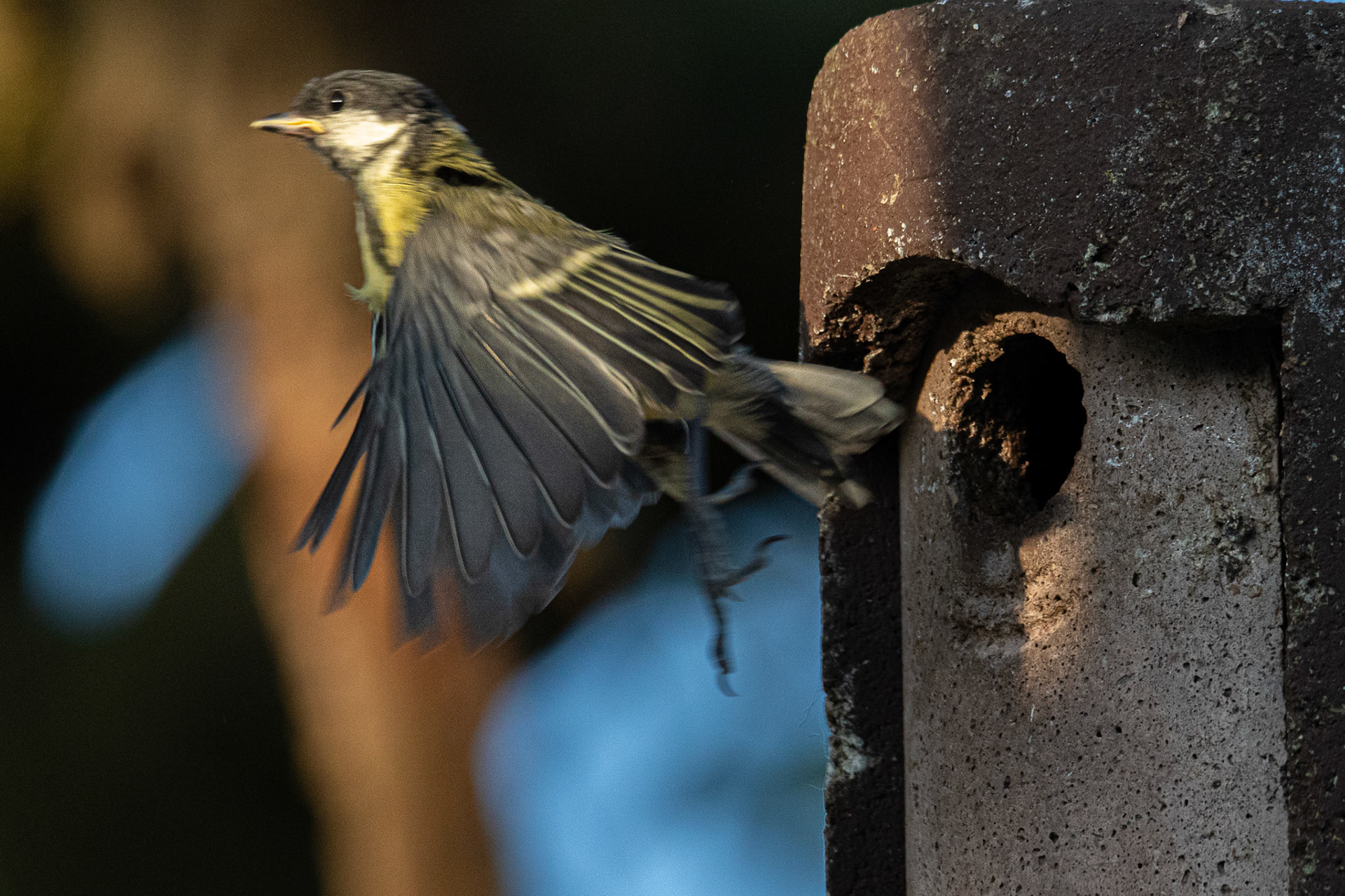 juveniele koolmees, eerste vlucht