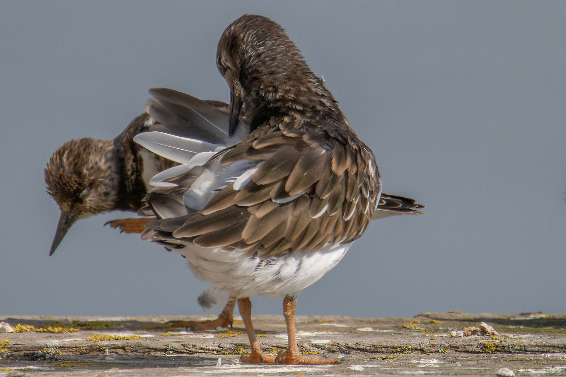 bij hoog water poetsen, steenloper