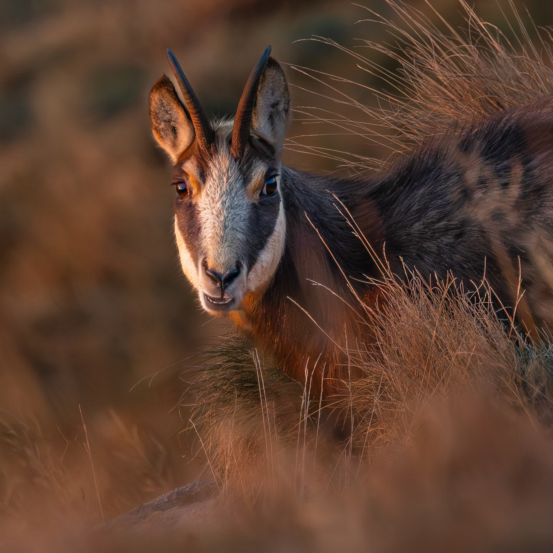 gems vogezen Hohneck