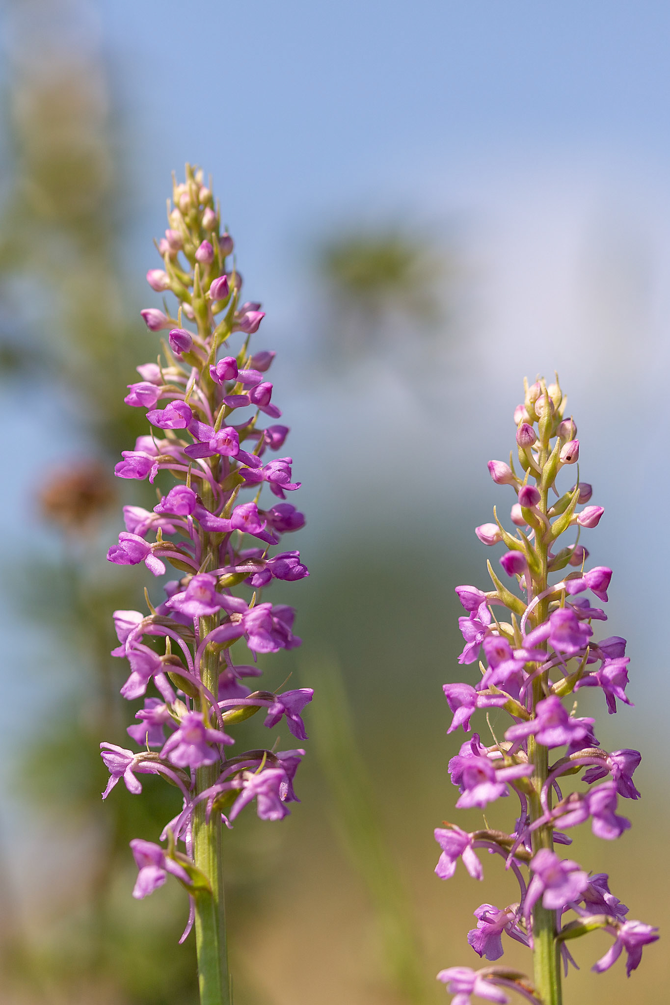grote muggenorchis