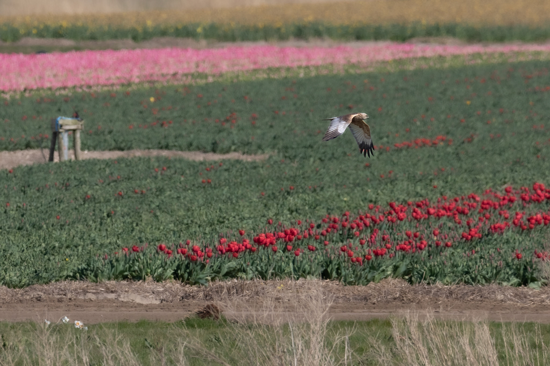 bruine Kiekendief ,man
