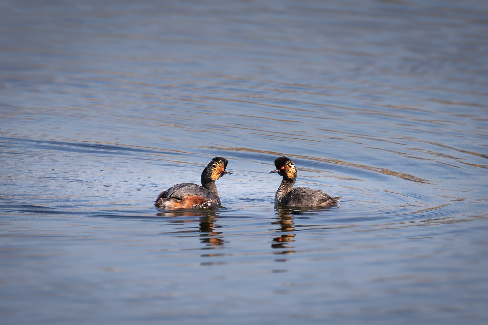 koppel geoorde futen