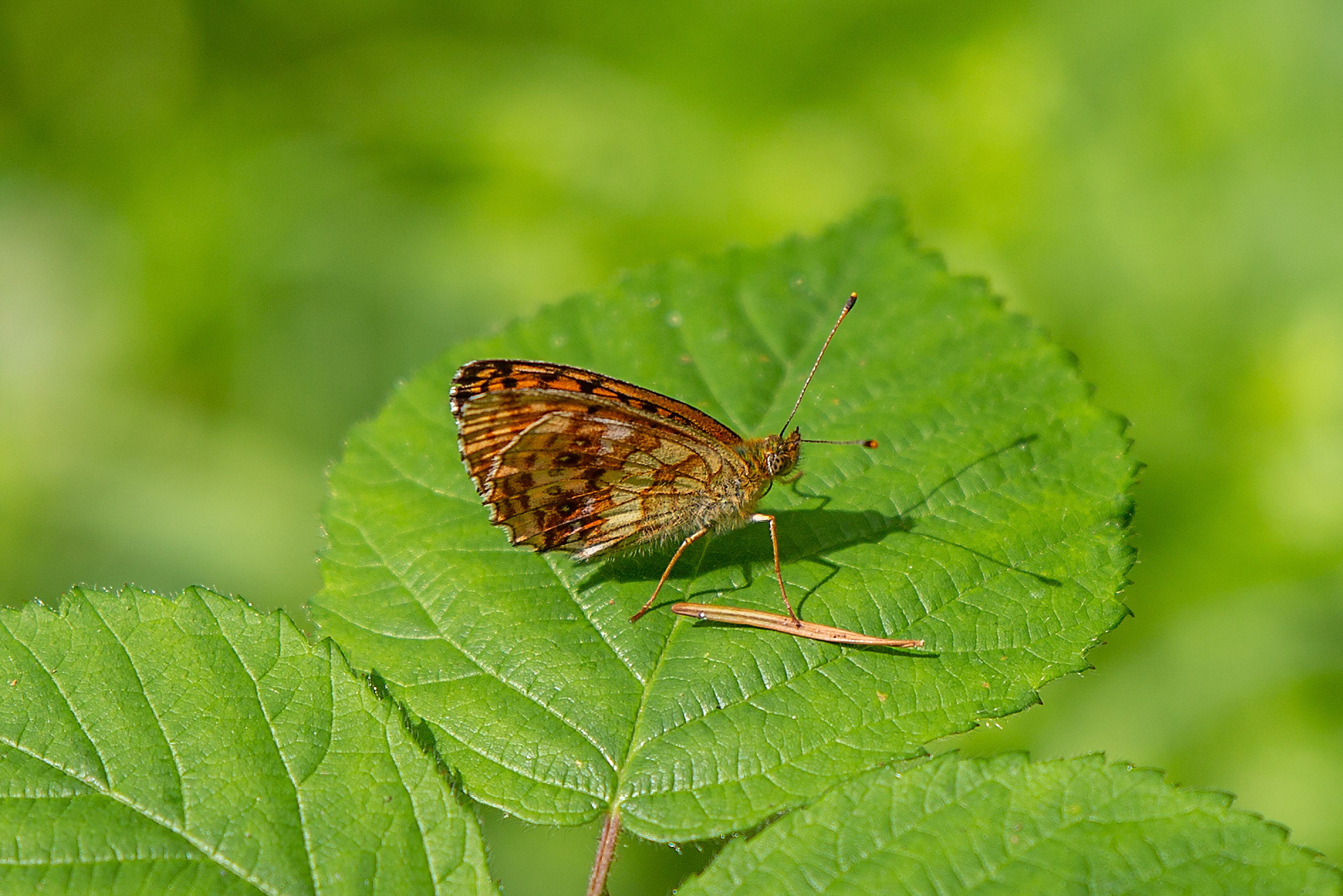 purperstreepparelmoervlinder