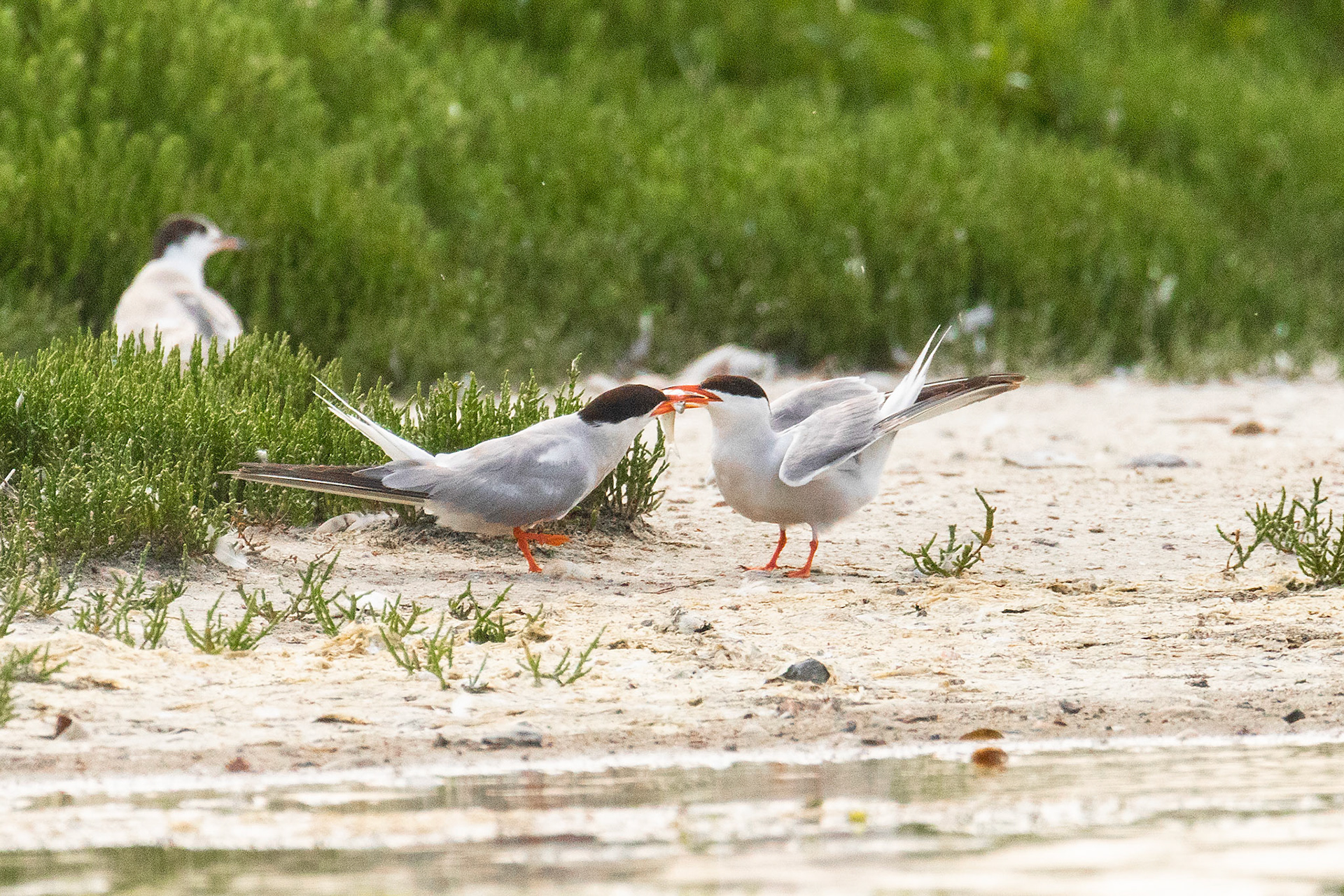 kopel visdief met voedseloverdracht 1