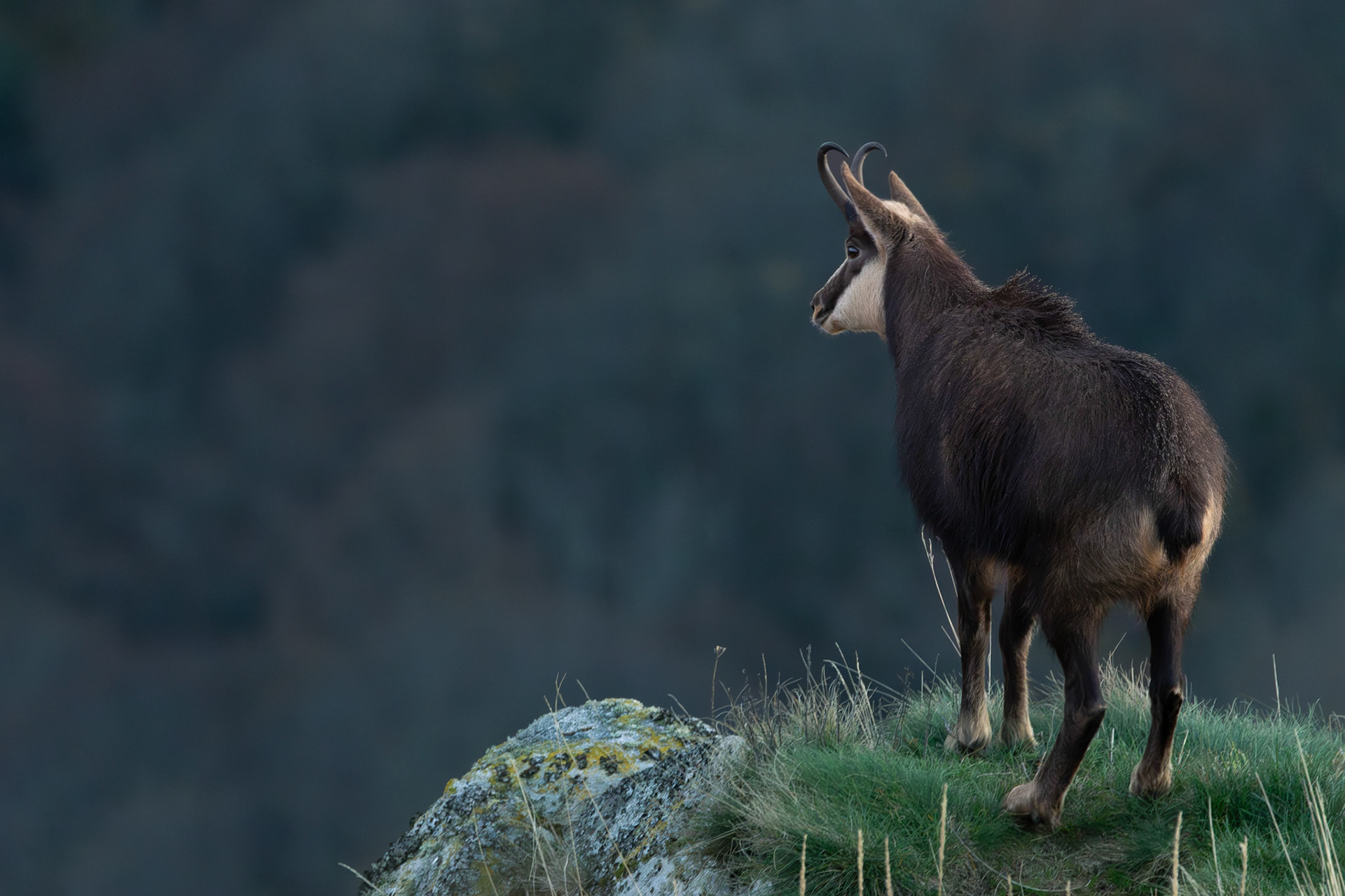 gems Vogezen Hohneck