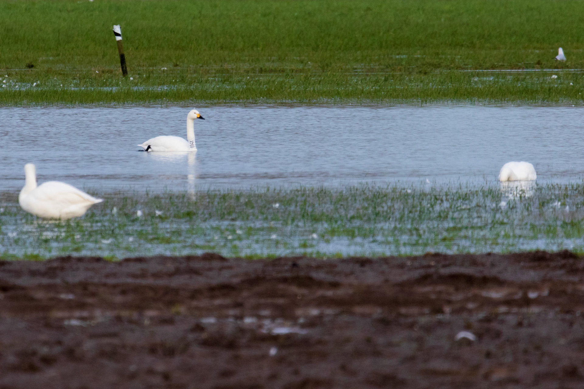 kleine zwaan nekband 694X Russische toendra