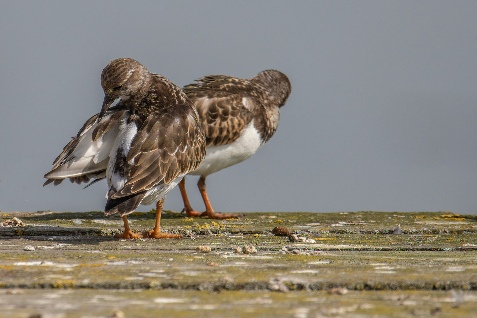 steenloper bij hoogtij, veren poetsen en rusten