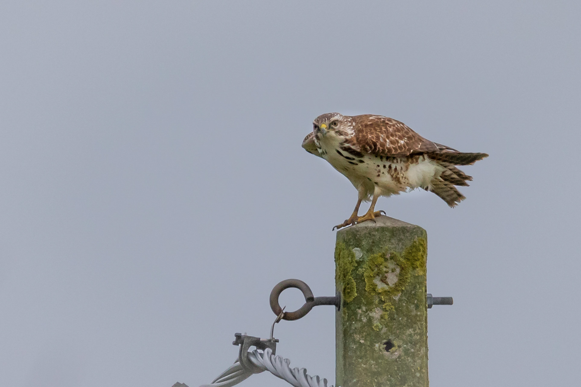 Buizerd