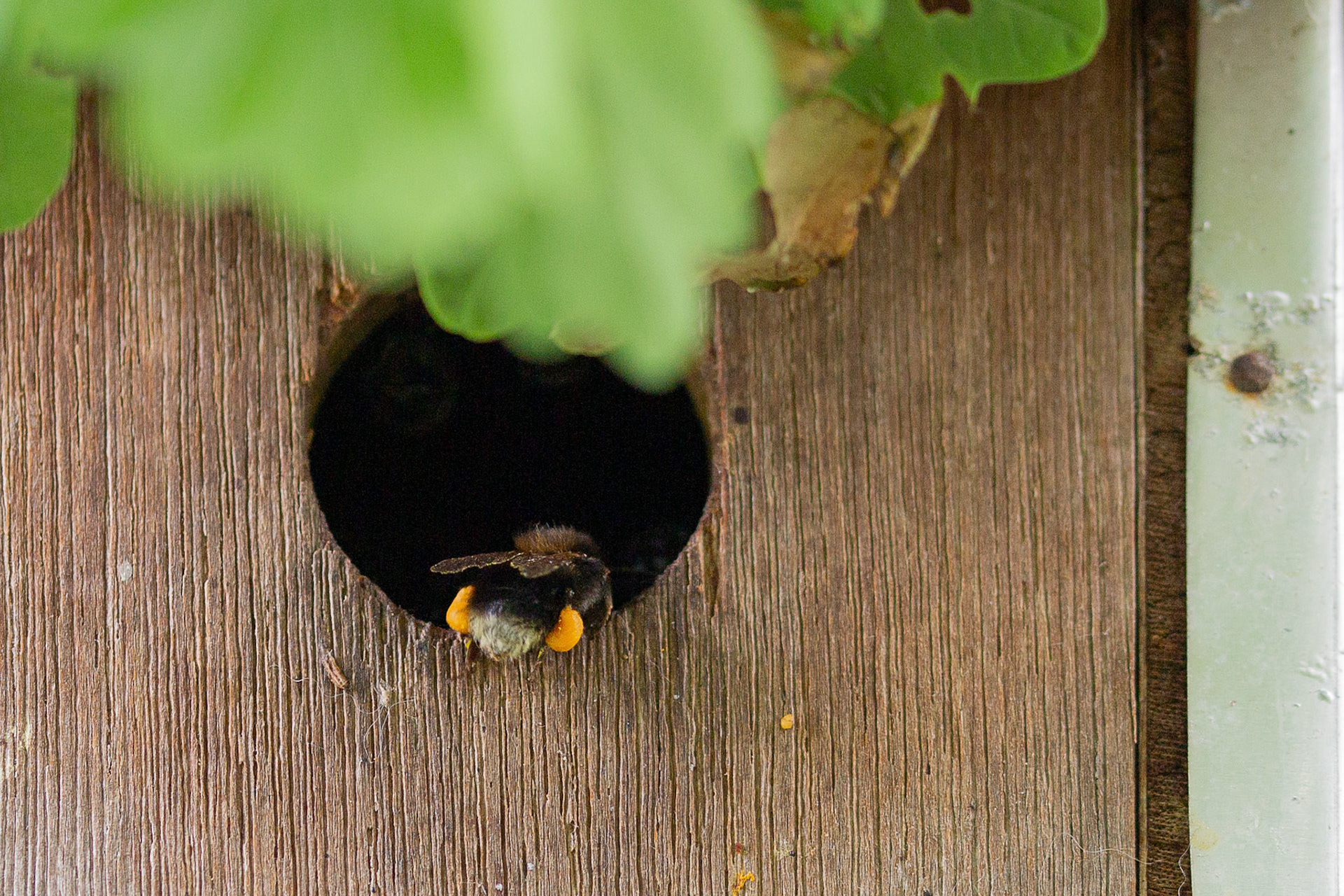 bboomhommel wordt binnengelaten met vracht stuifmeel