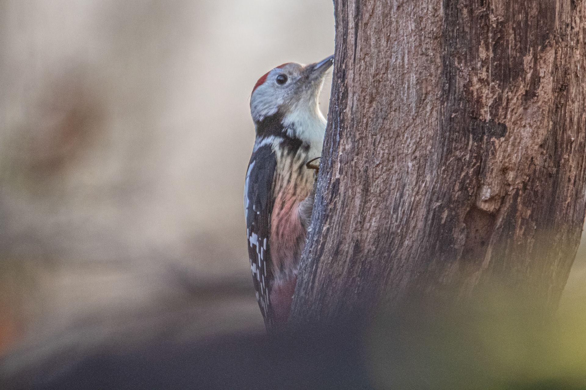 middelste bonte specht