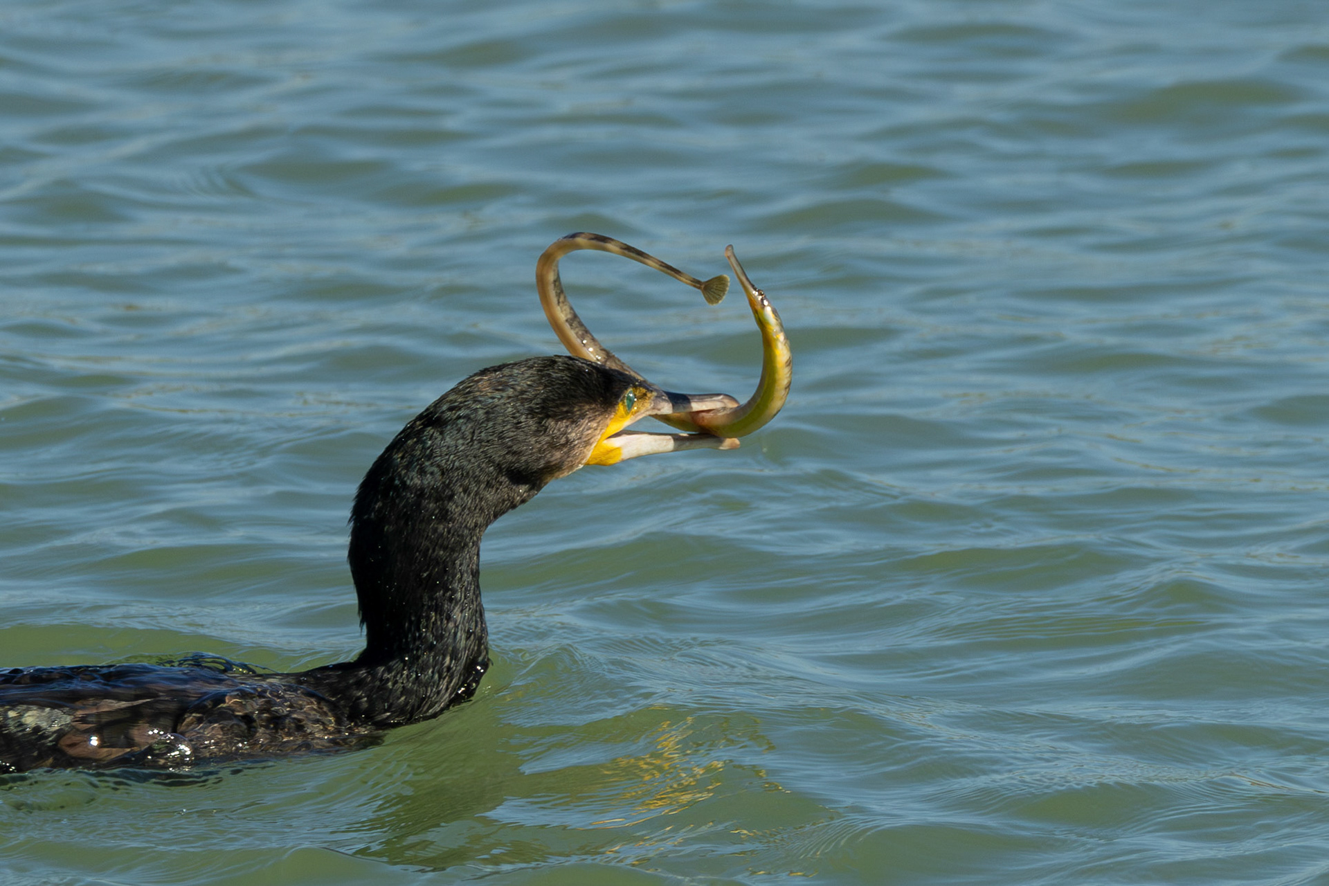 aalscholver vangt grote zeenaald