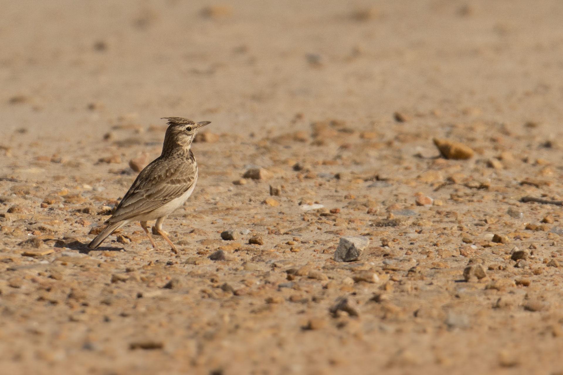  kuiflewerik El Hondo SP