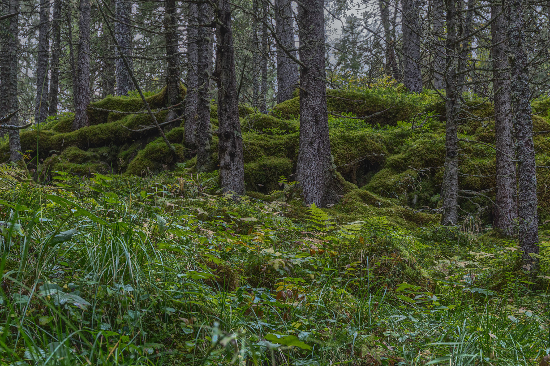 sprookjesbos Noorwegen
