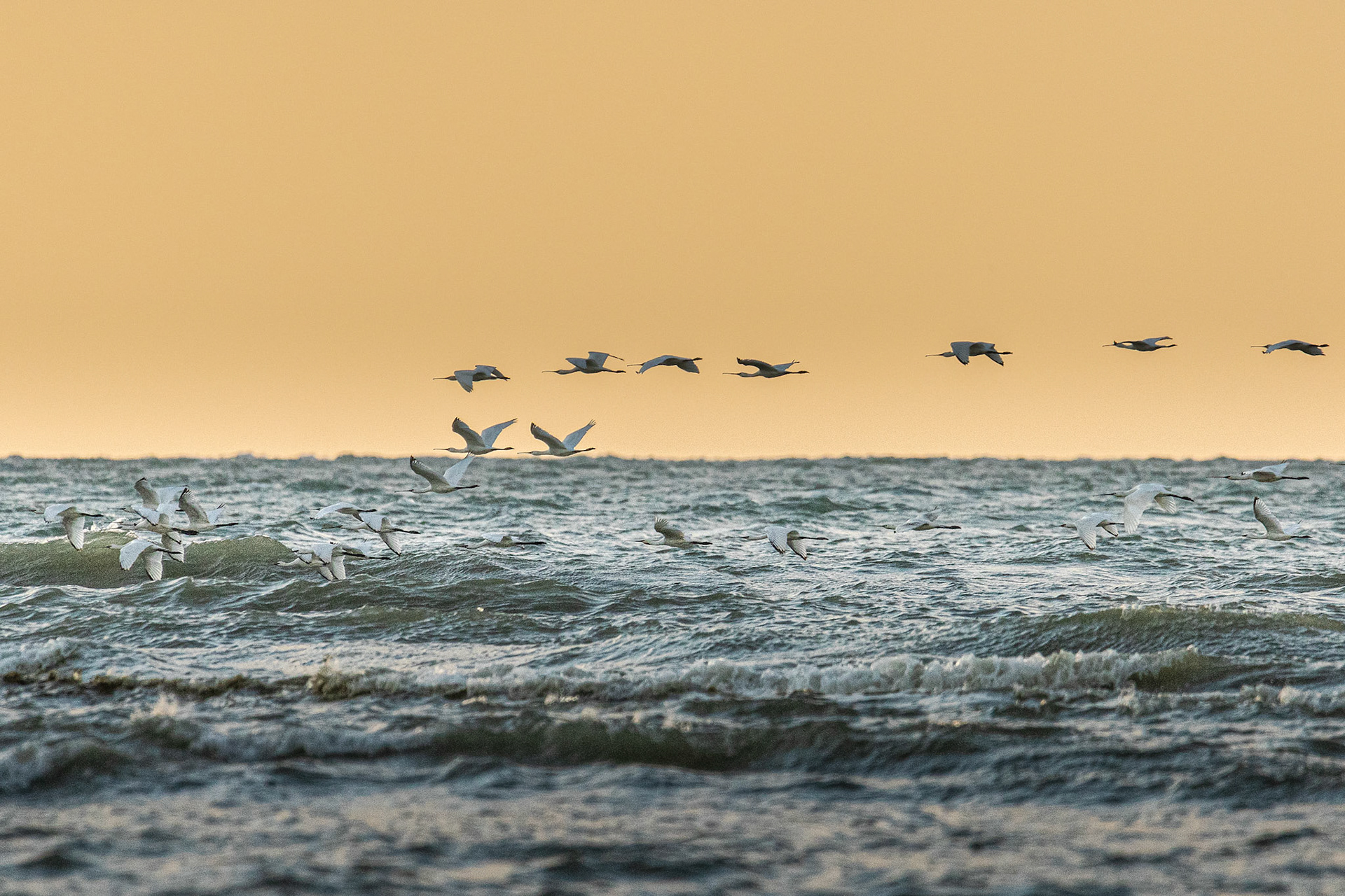 najaarstrek Lepelaars