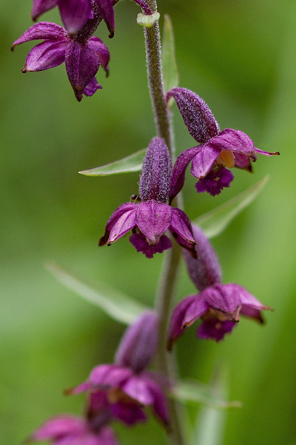 roodbruine wespenorchis