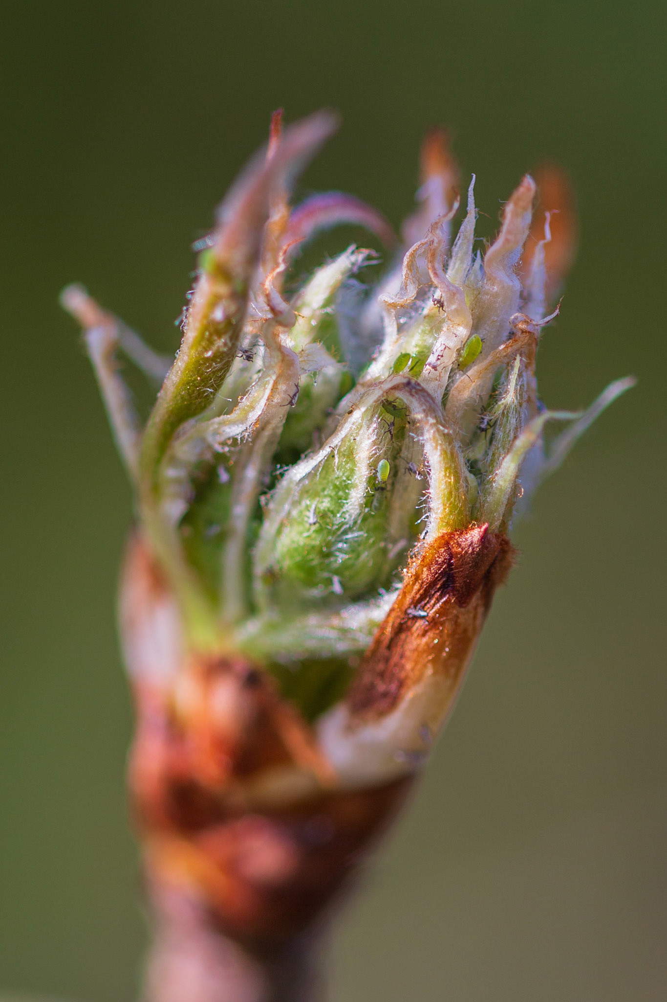 bloemknop perenboom met bladluizen