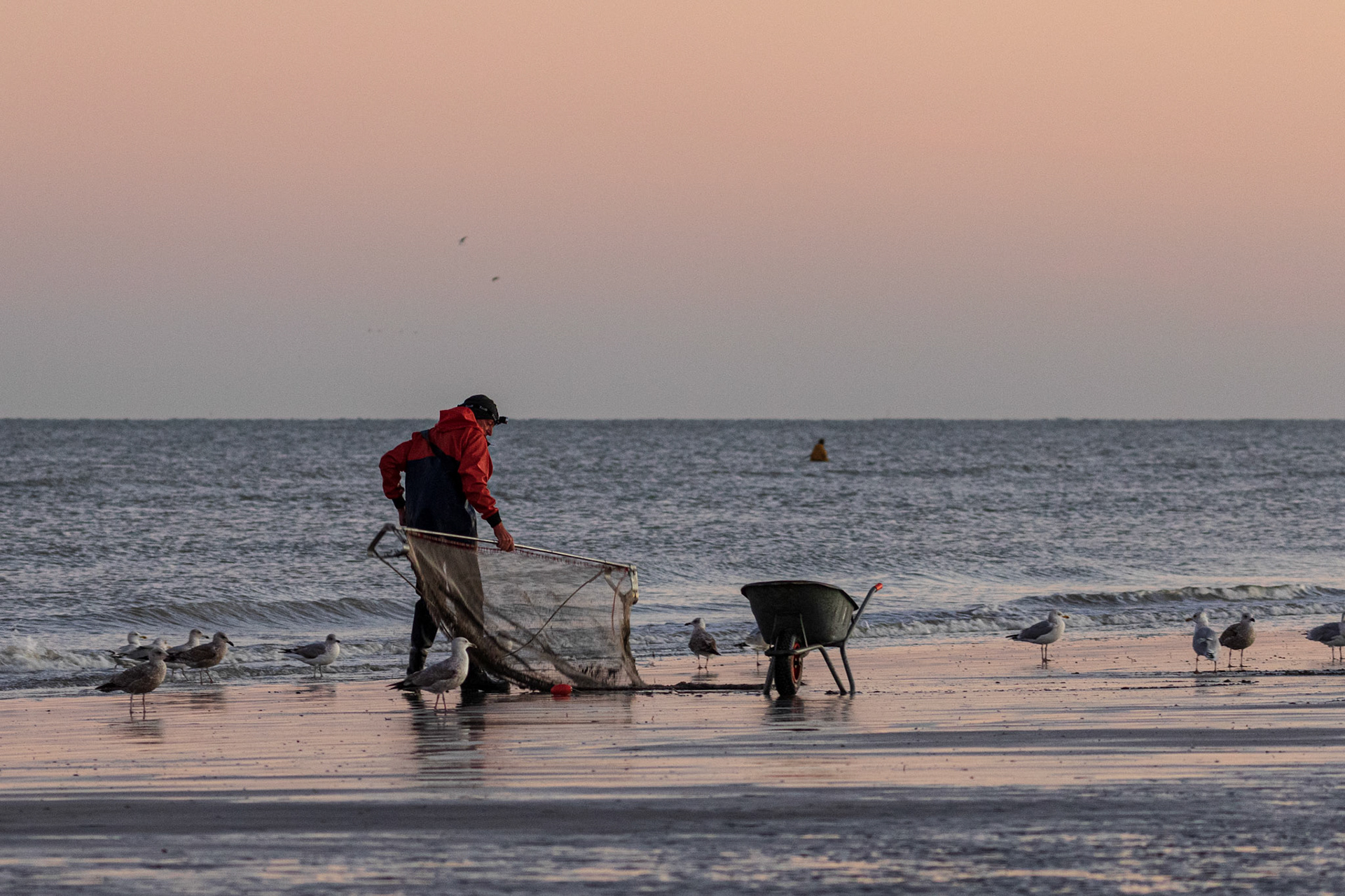 garnaalkruier Oostduinkerke