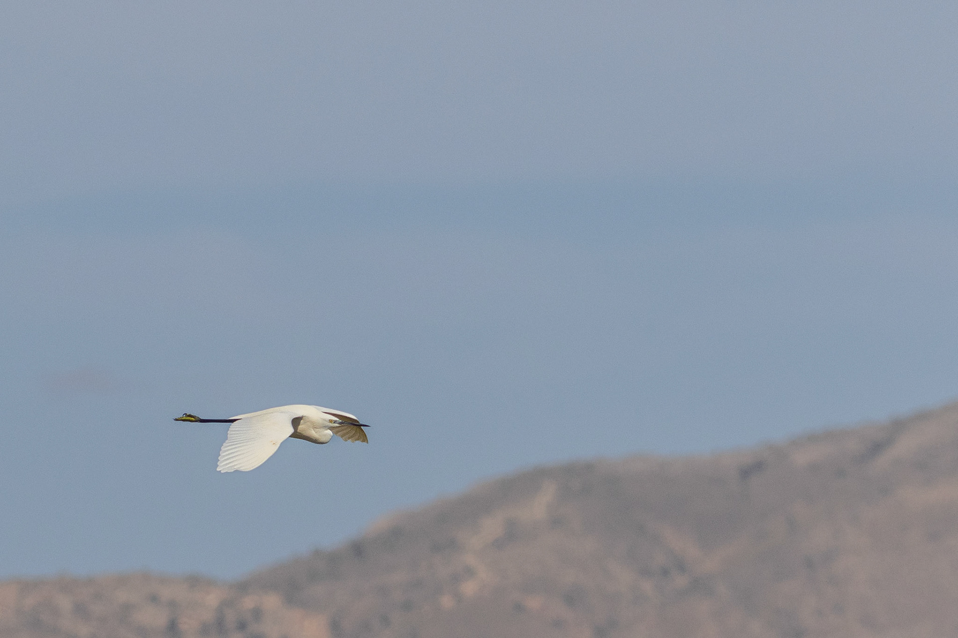 kleine zilverreiger El Hondo SP