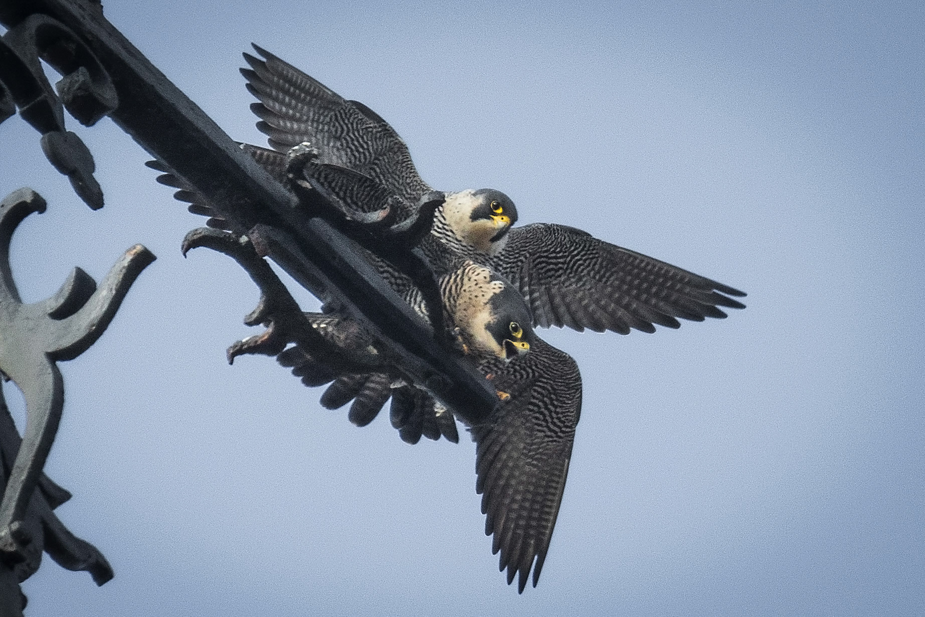 slechtvalken zorgen voor de nieuwe generatie