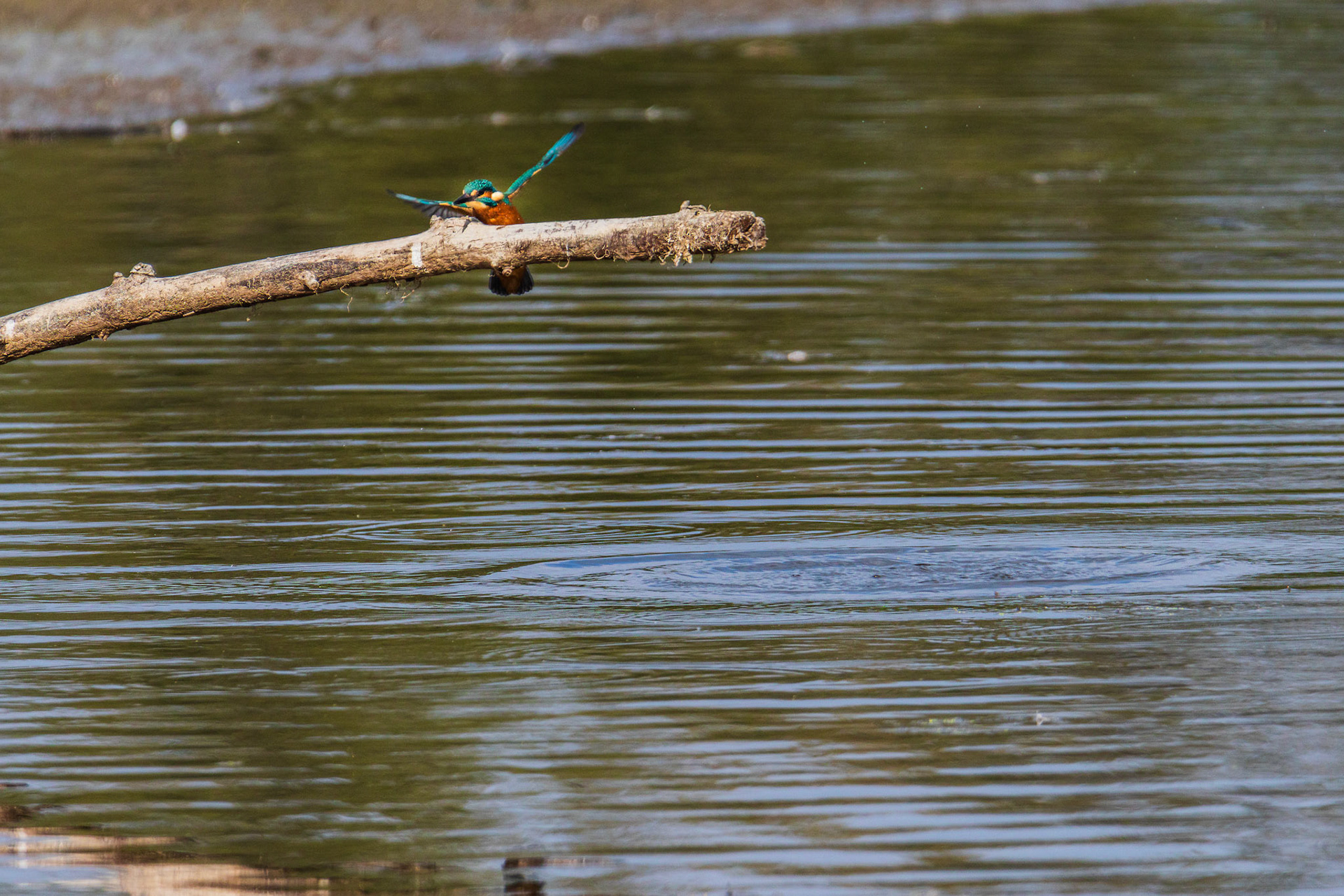 ijsvogel jaagt foto 7