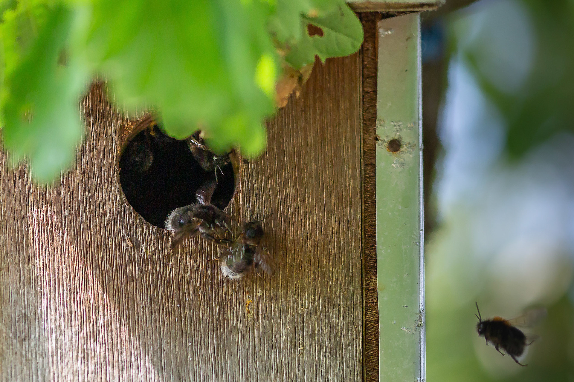 boomhommel indringer verjagen