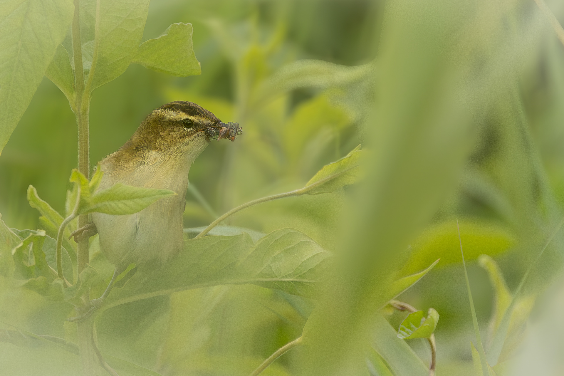 rietzanger met voedsel voor het nest