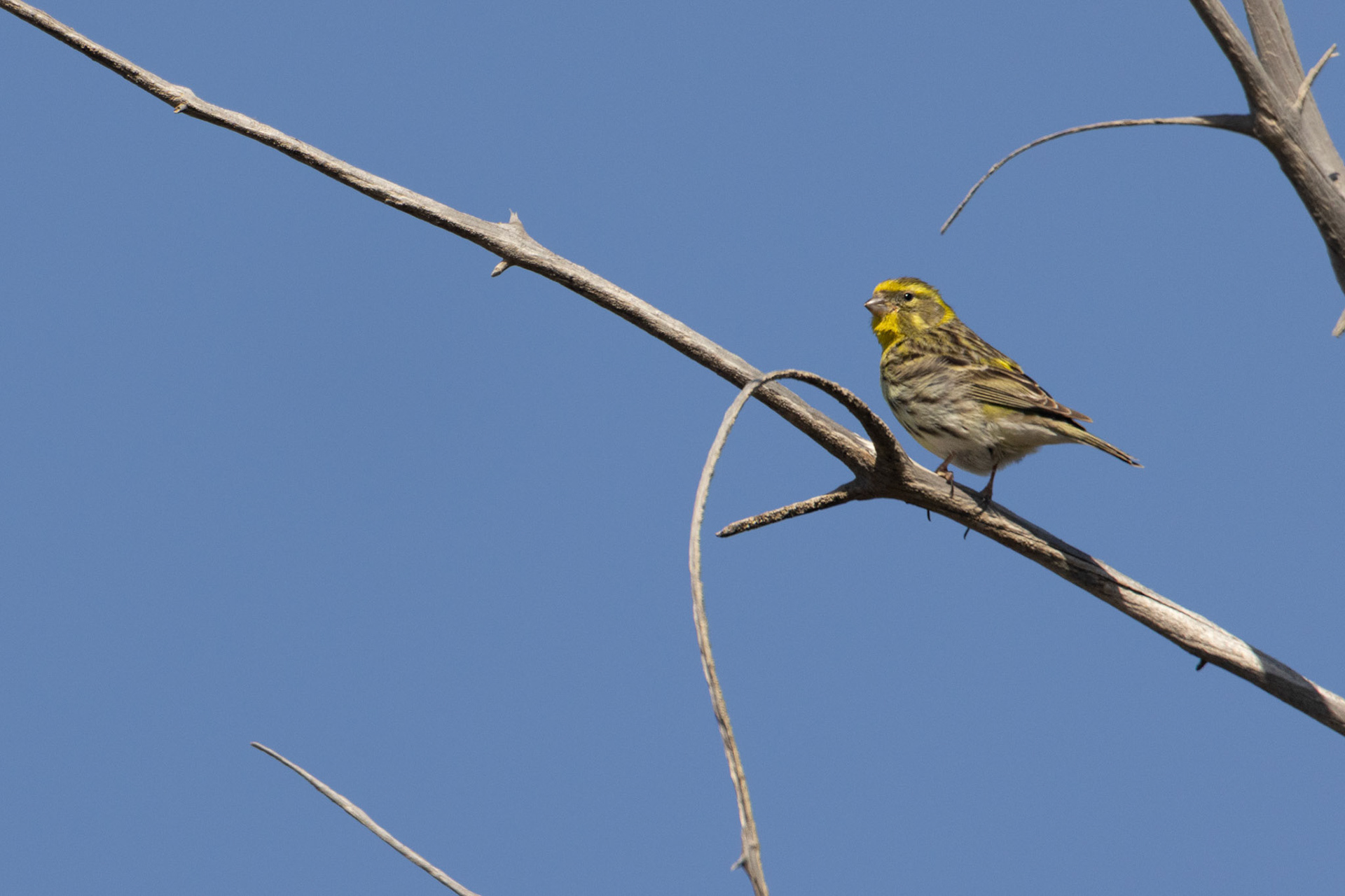  Europese kanarieEl Hondo SP