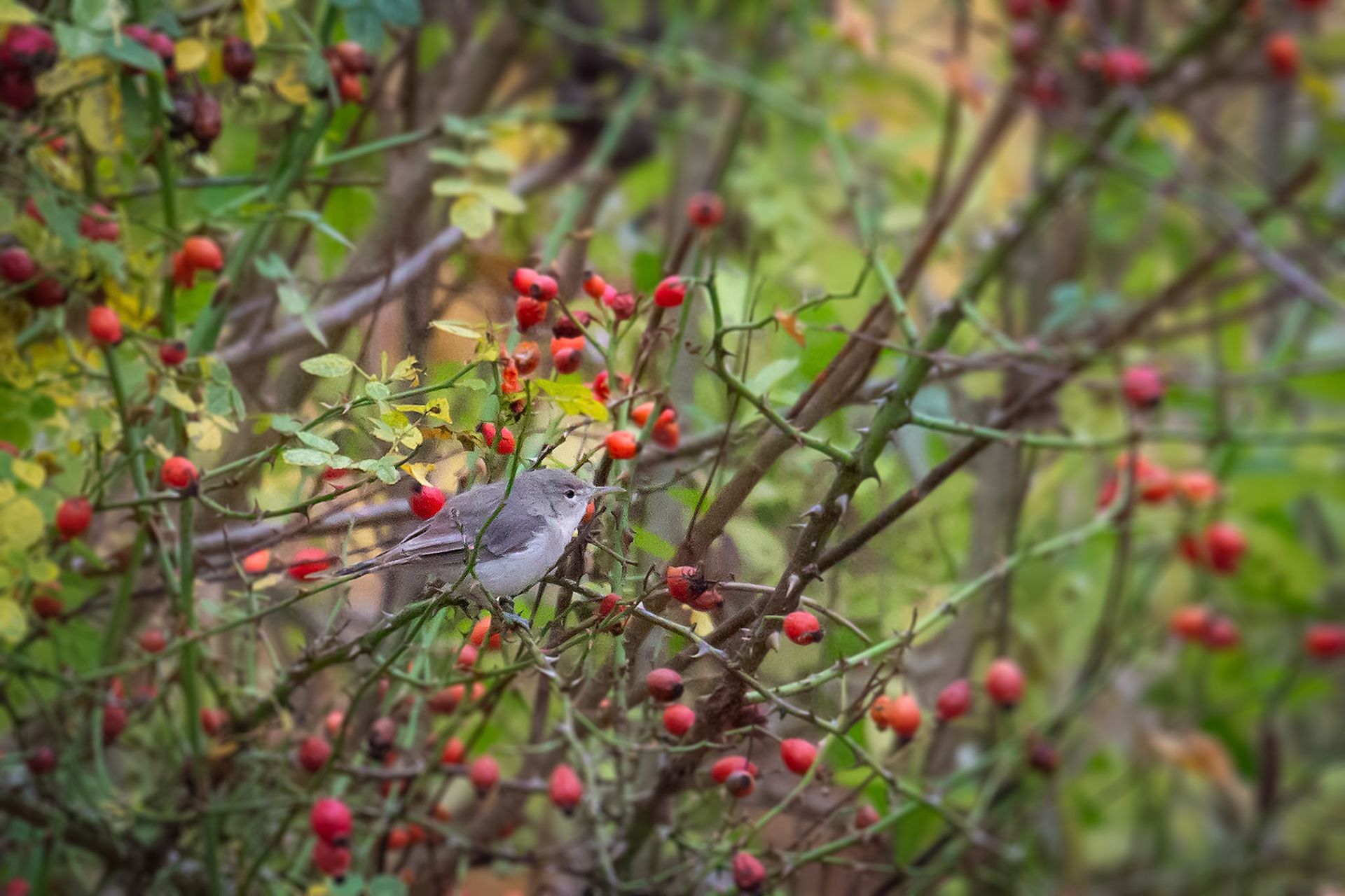 Oostelijke vale spotvogel