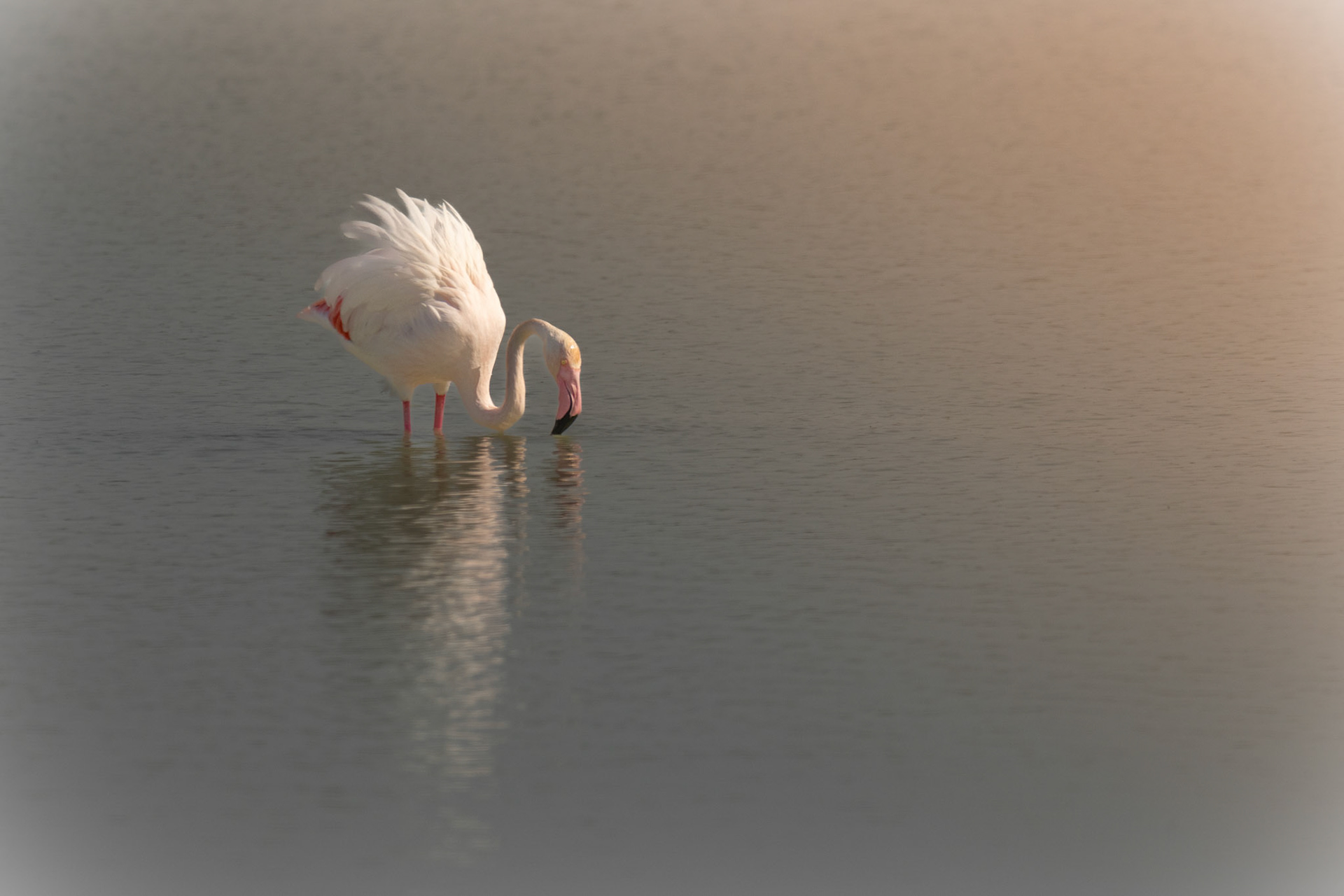  flamingo El Hondo SP