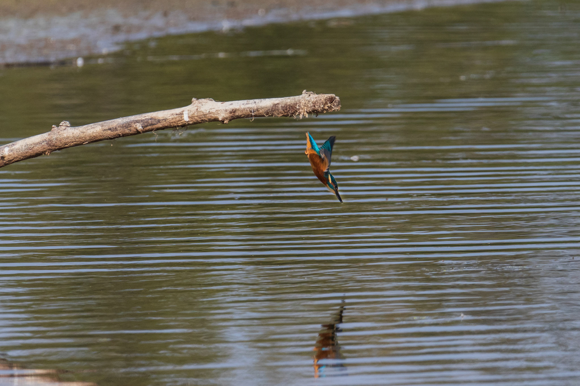 ijsvogel  duikt , foto 2