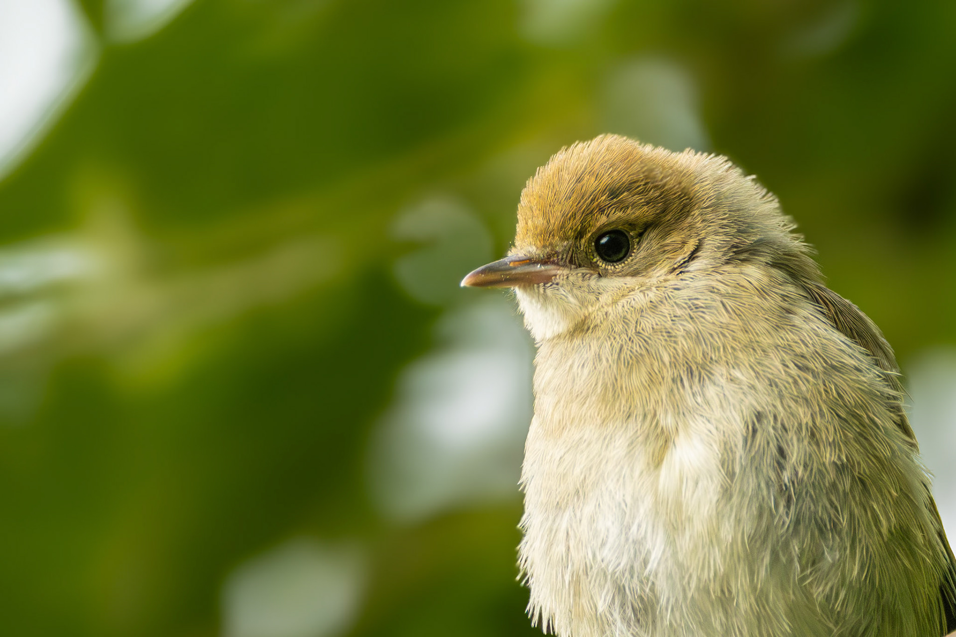 juviniele zwartkop in onze tuin