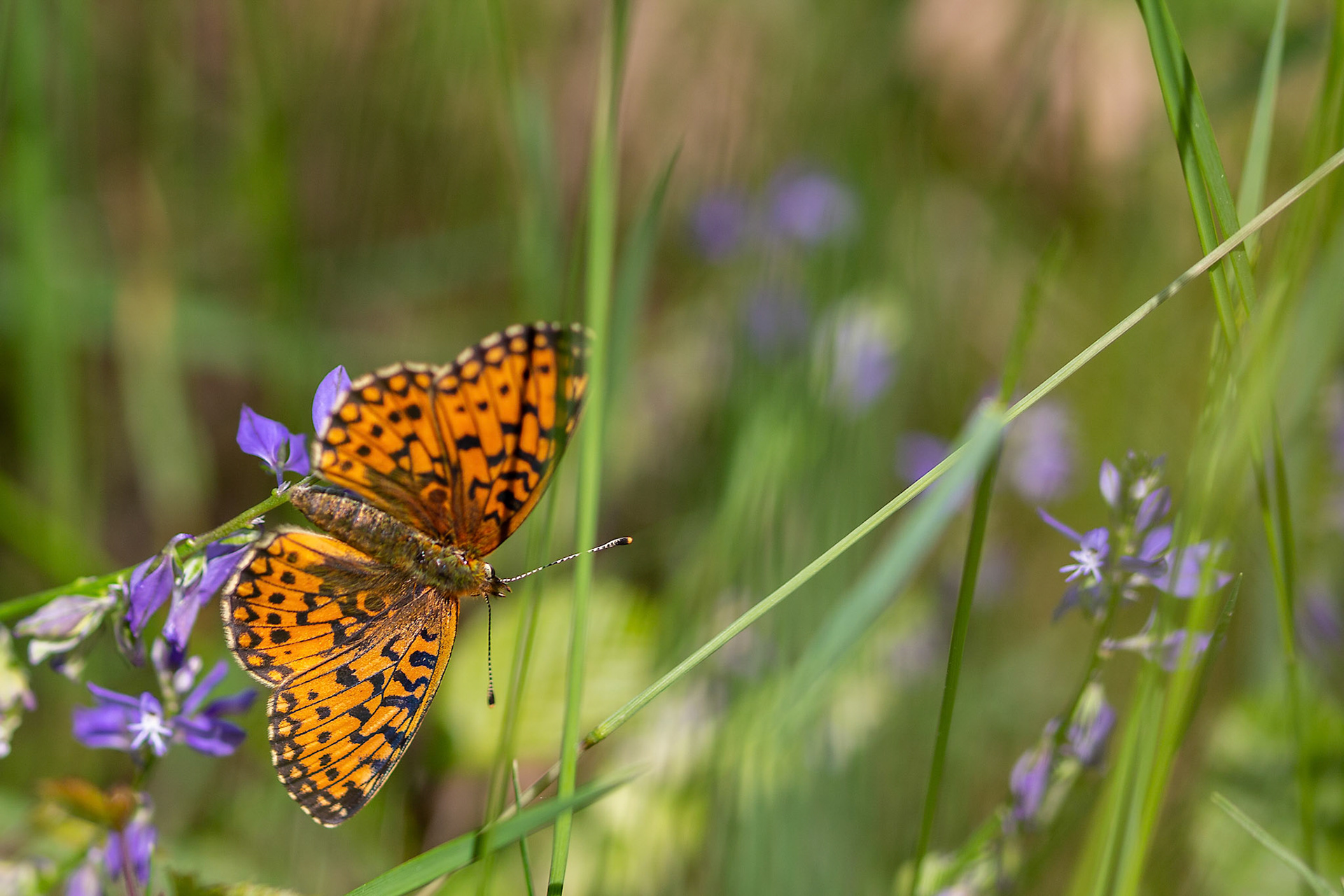 veldparelmoervlinder