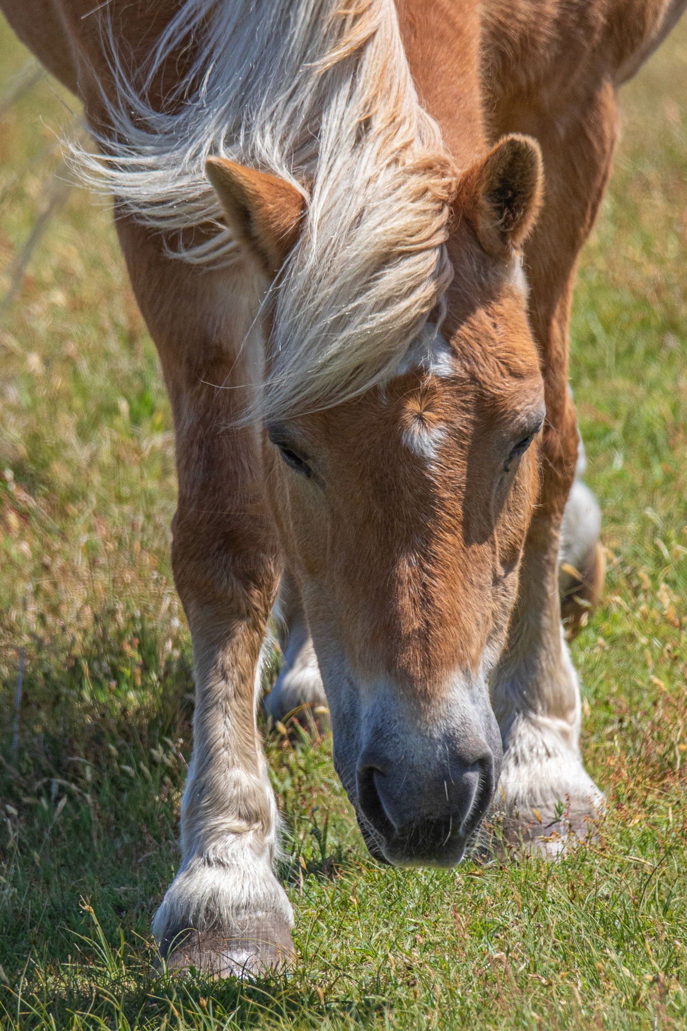 Haflinger