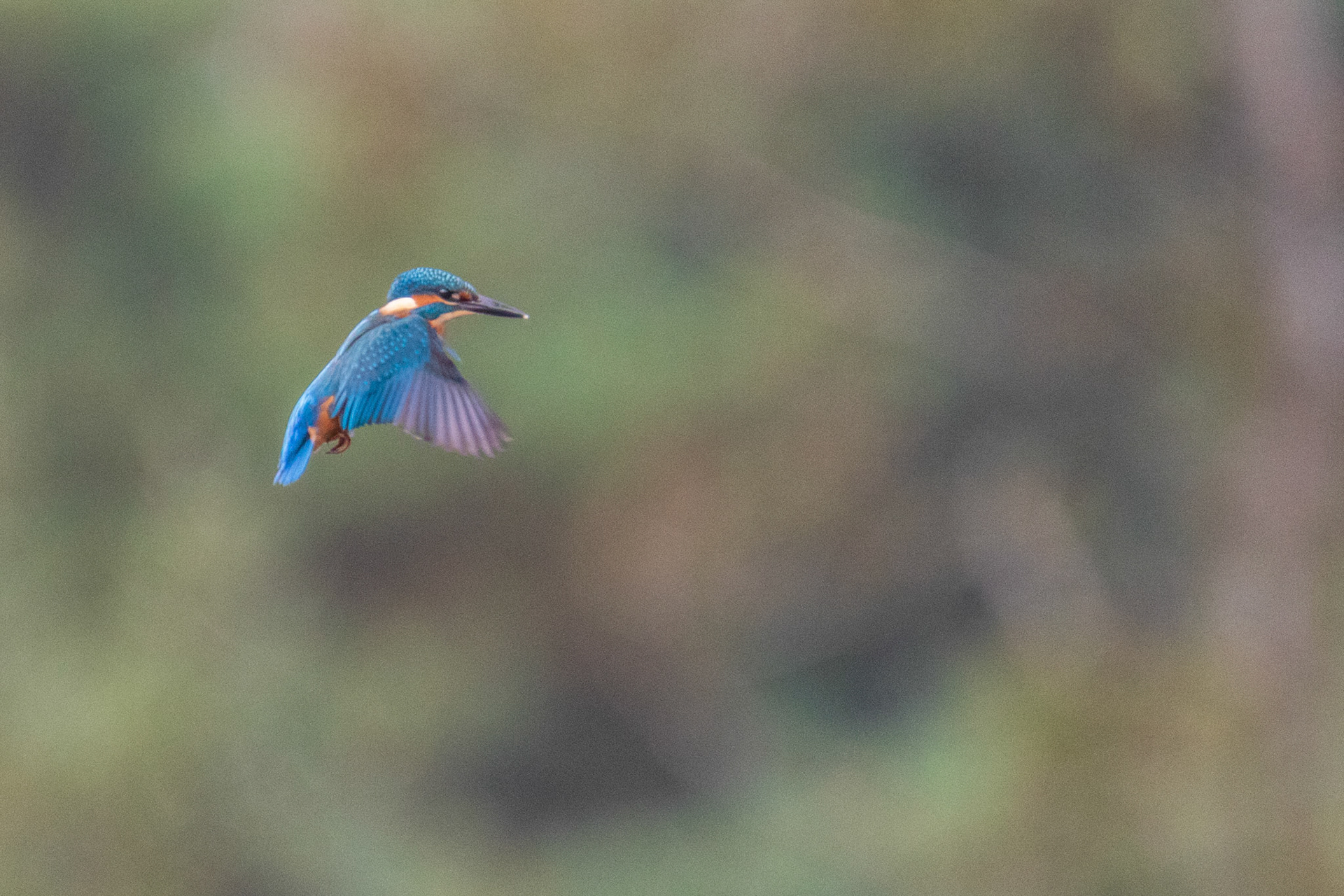 ijsvogel bidt foto 2