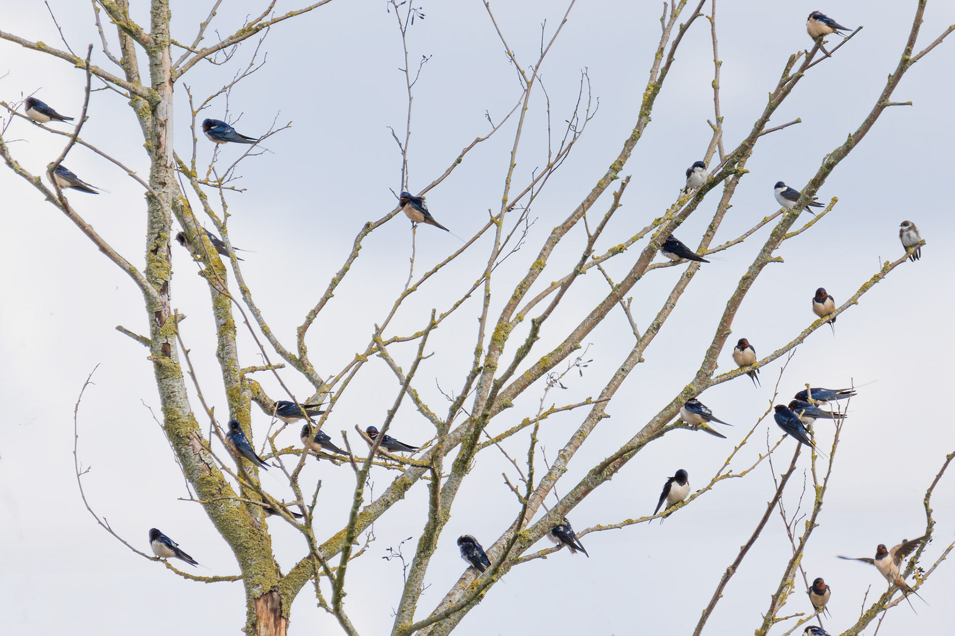 boerenzwaluw, huiszwaluw en oeverzwaluw samen