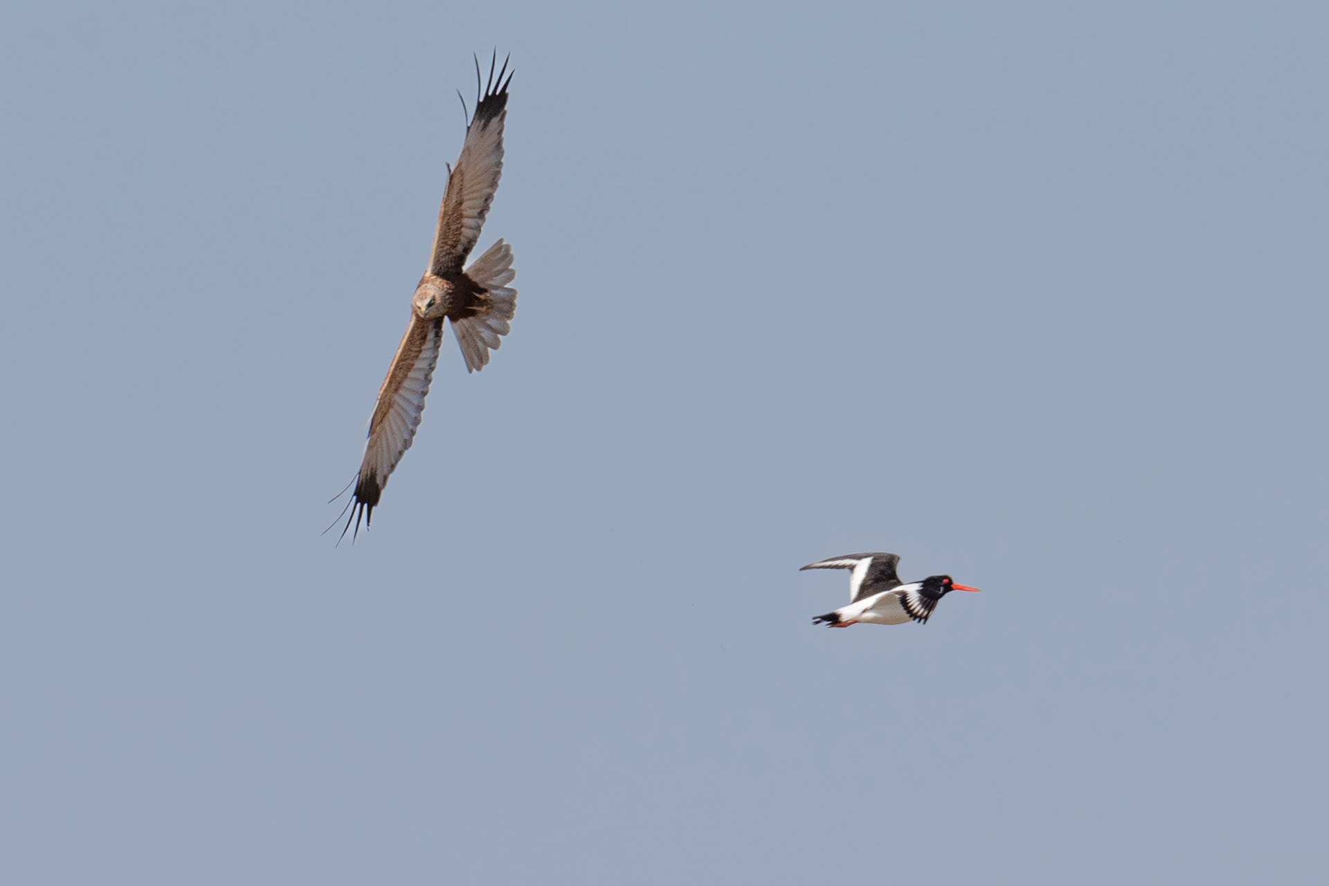 Bruine kiekendief wordt weggelokt van nest door scholekster