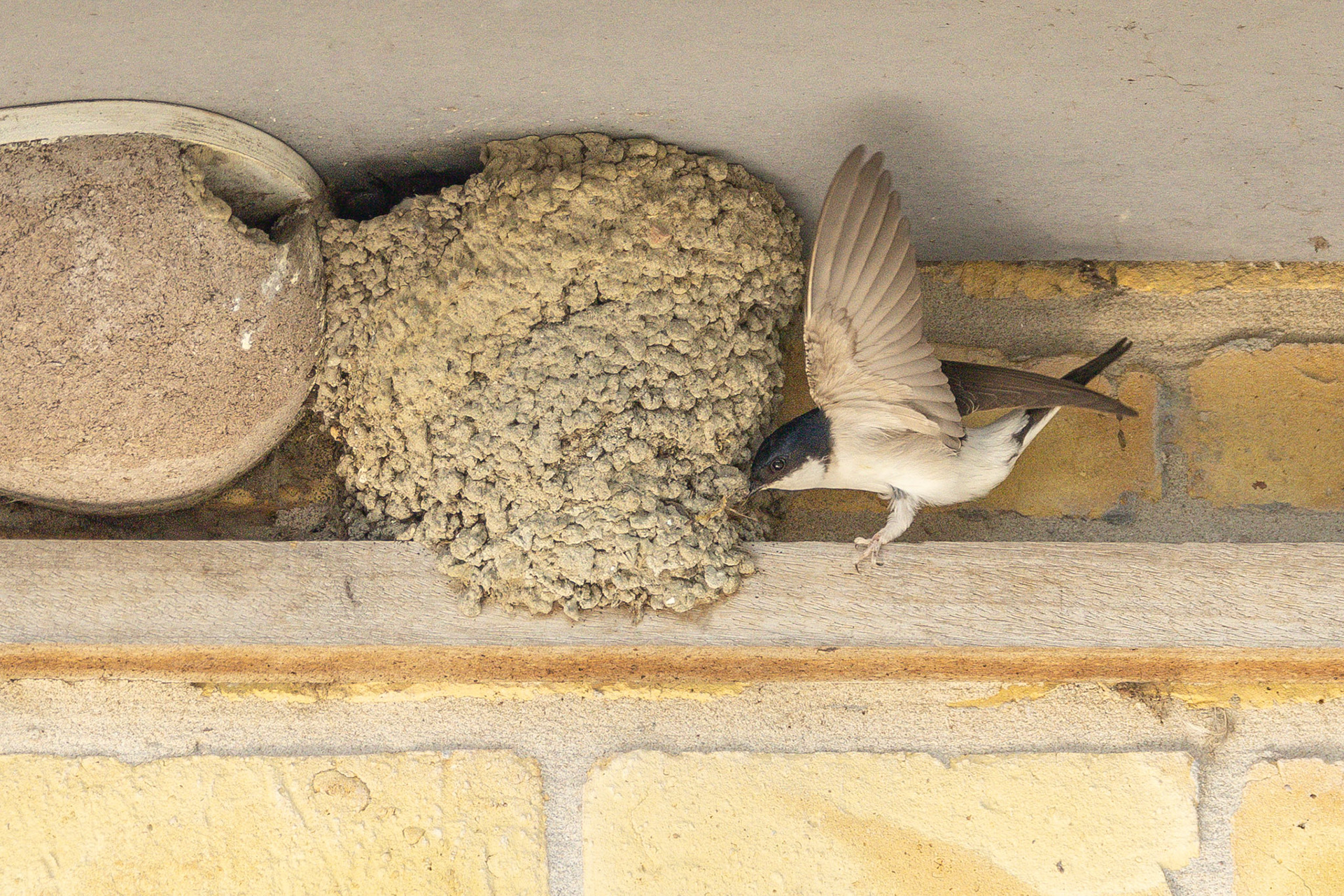 huiszwaluw , klusser