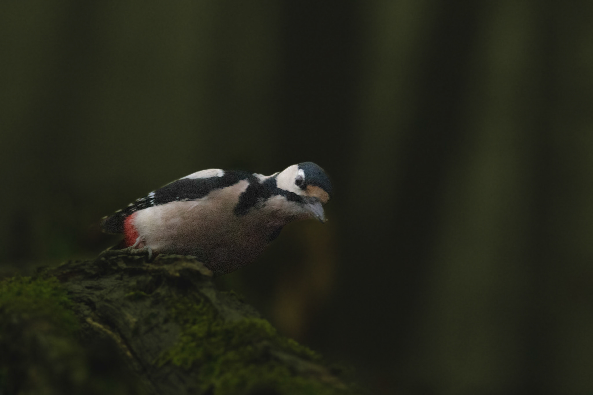 grote bonte specht