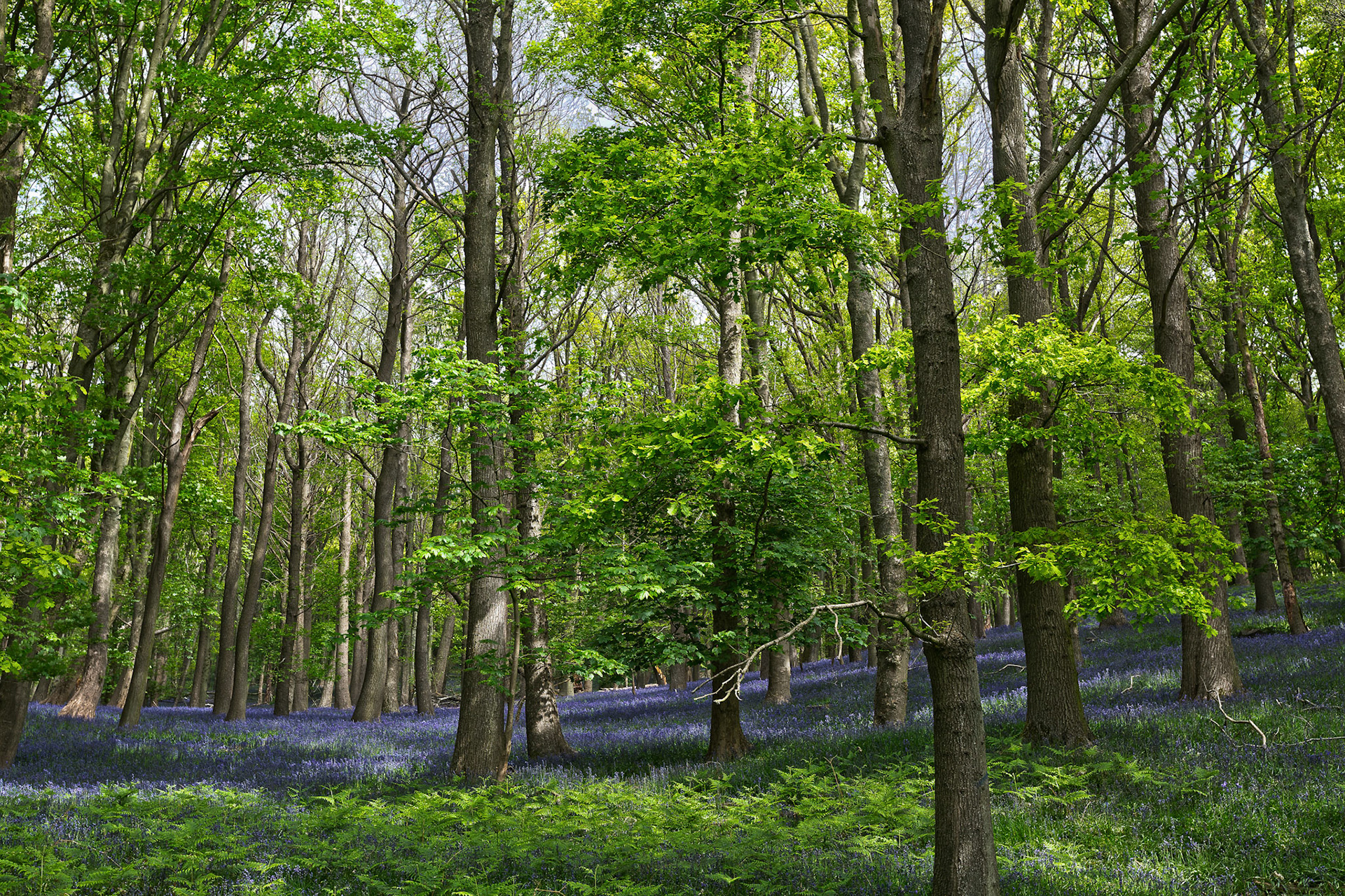 boshyacinten op Kemmelberg