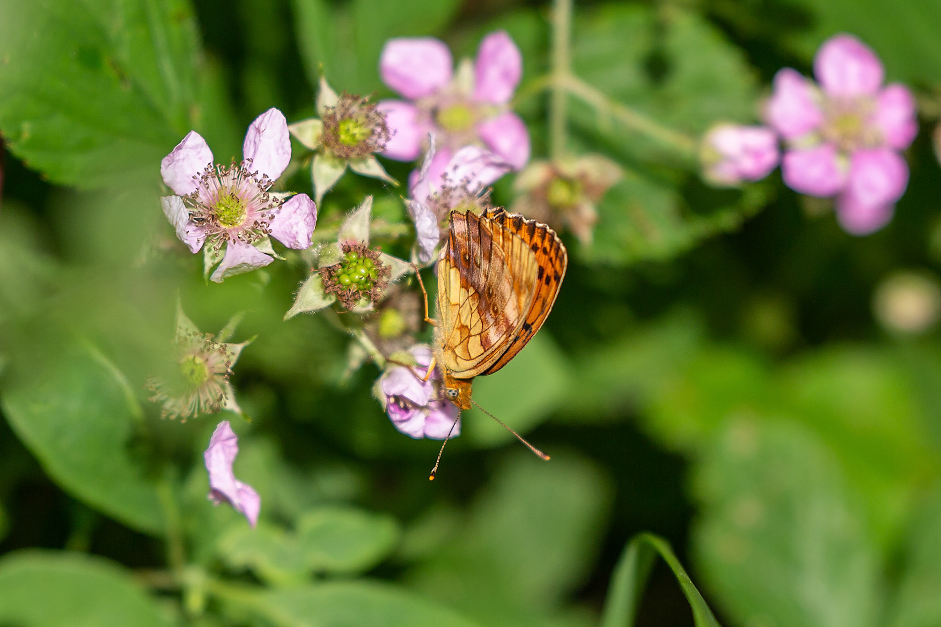 braamparelmoervlinder