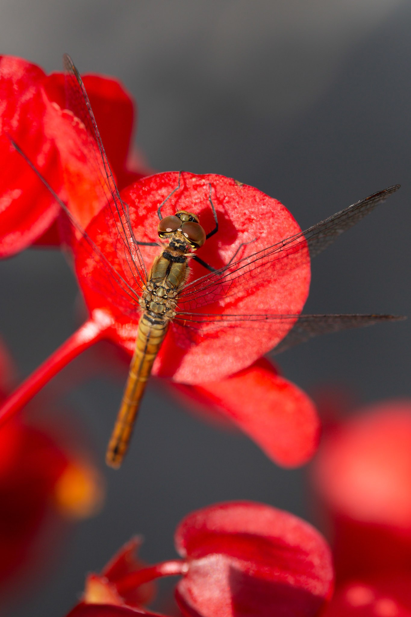 vuurrode heidelibelle vr