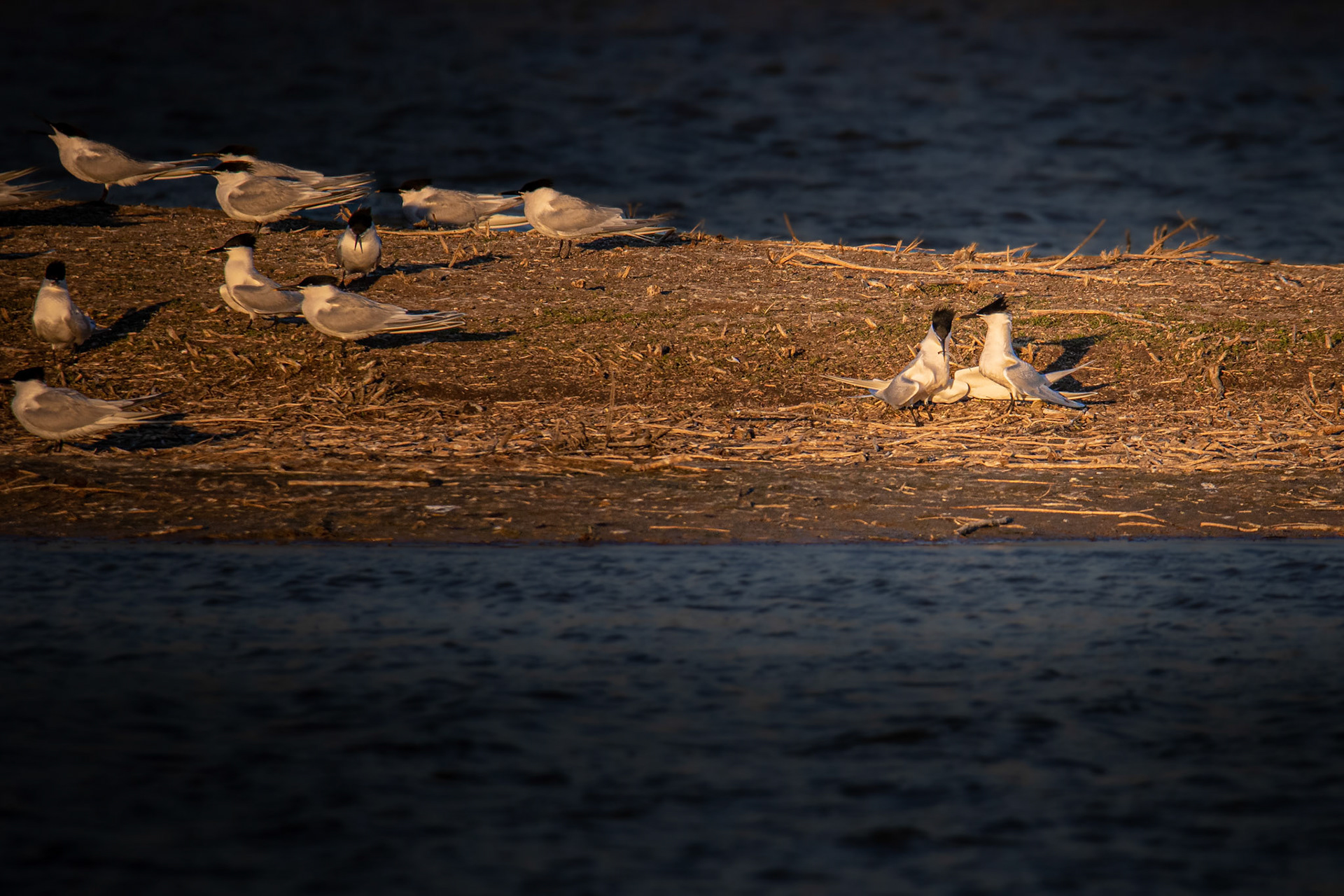 baltsende grote sterns